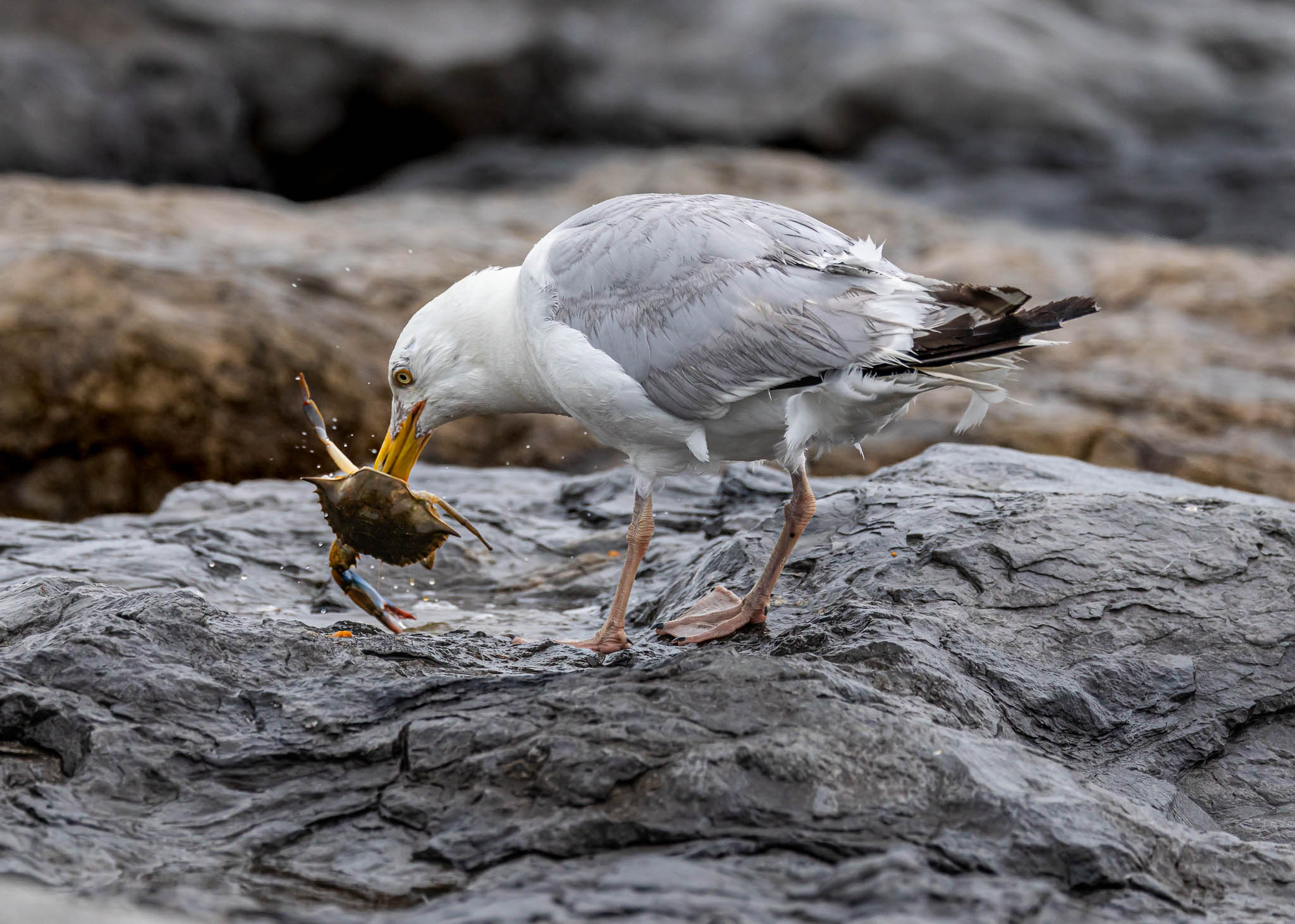 American Herring Gull