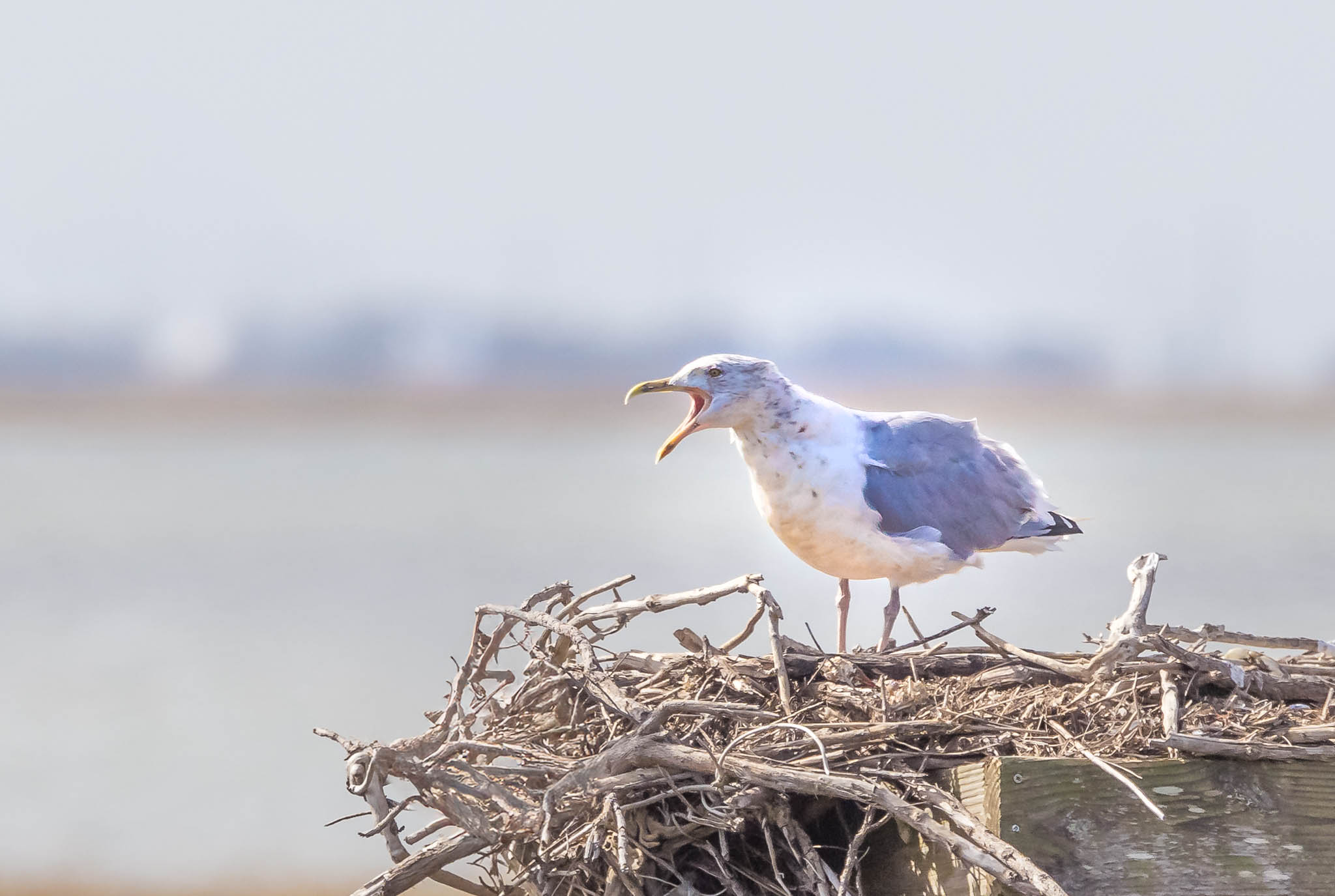 American Herring Gull