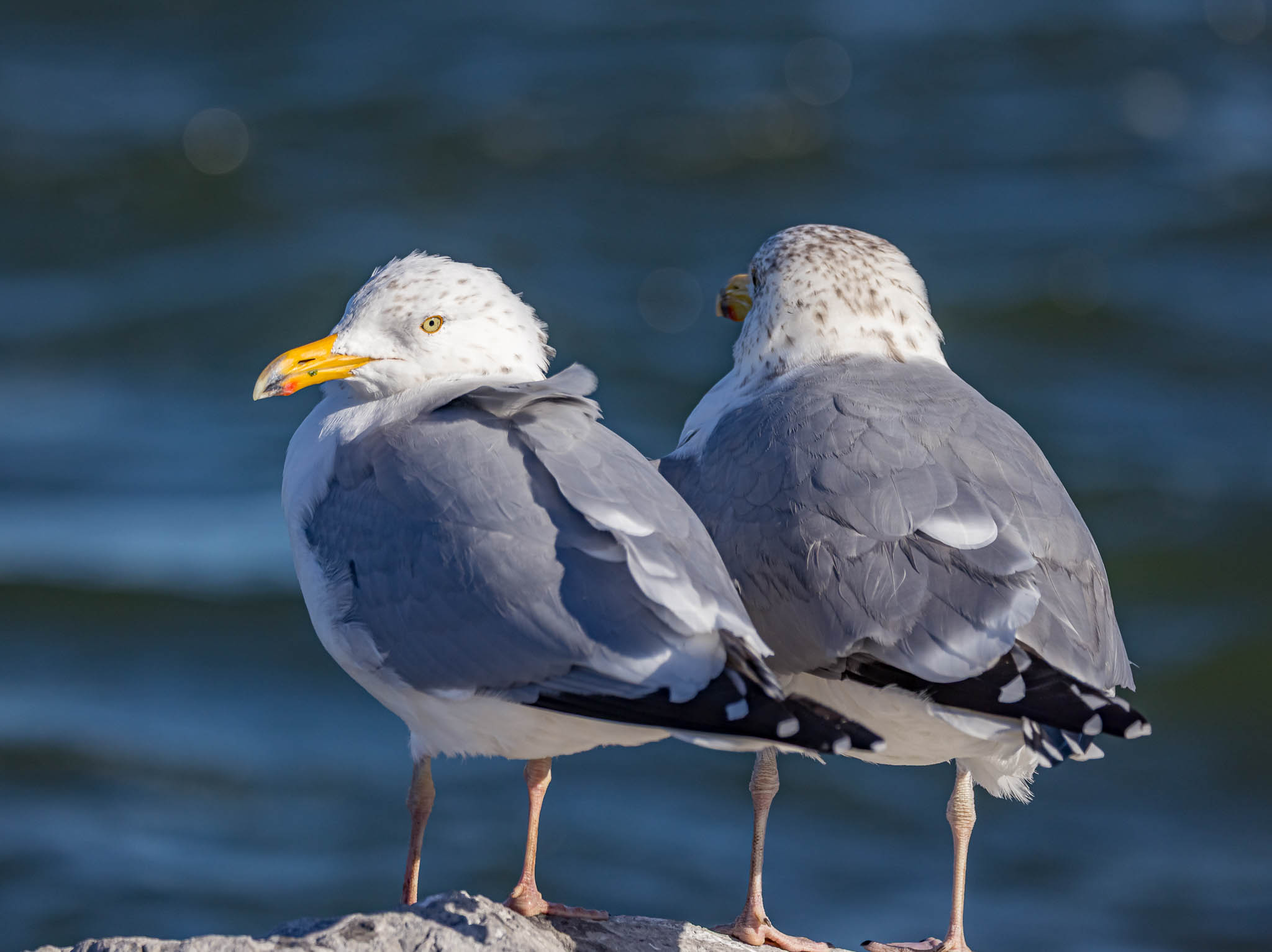 American Herring Gull
