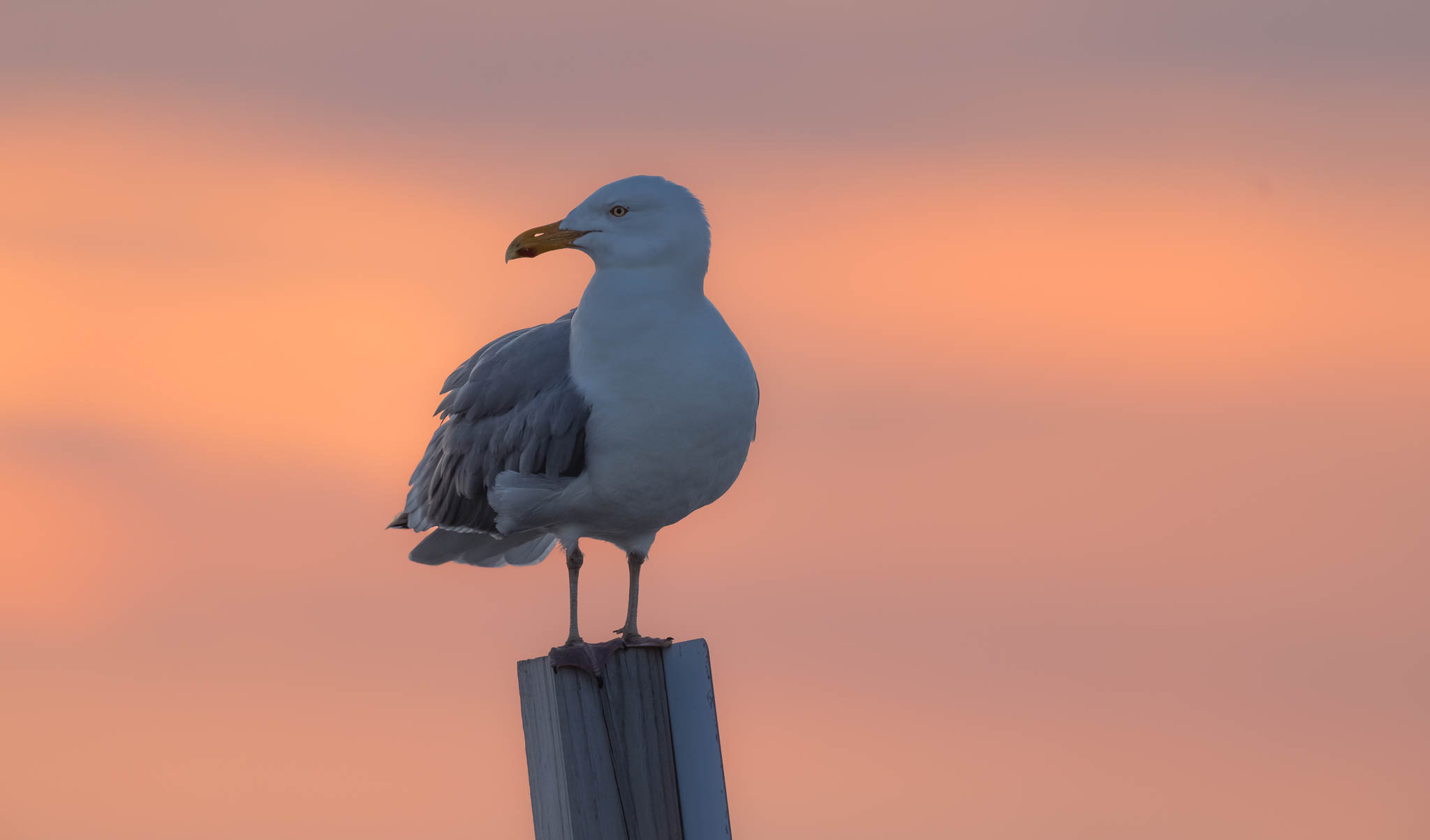 American Herring Gull