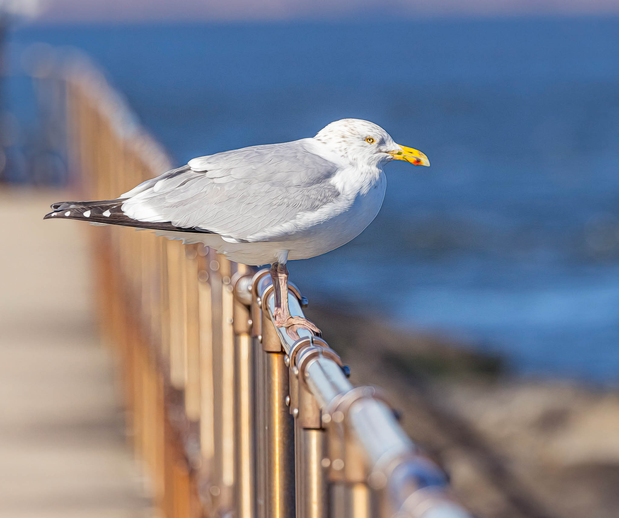 American Herring Gull