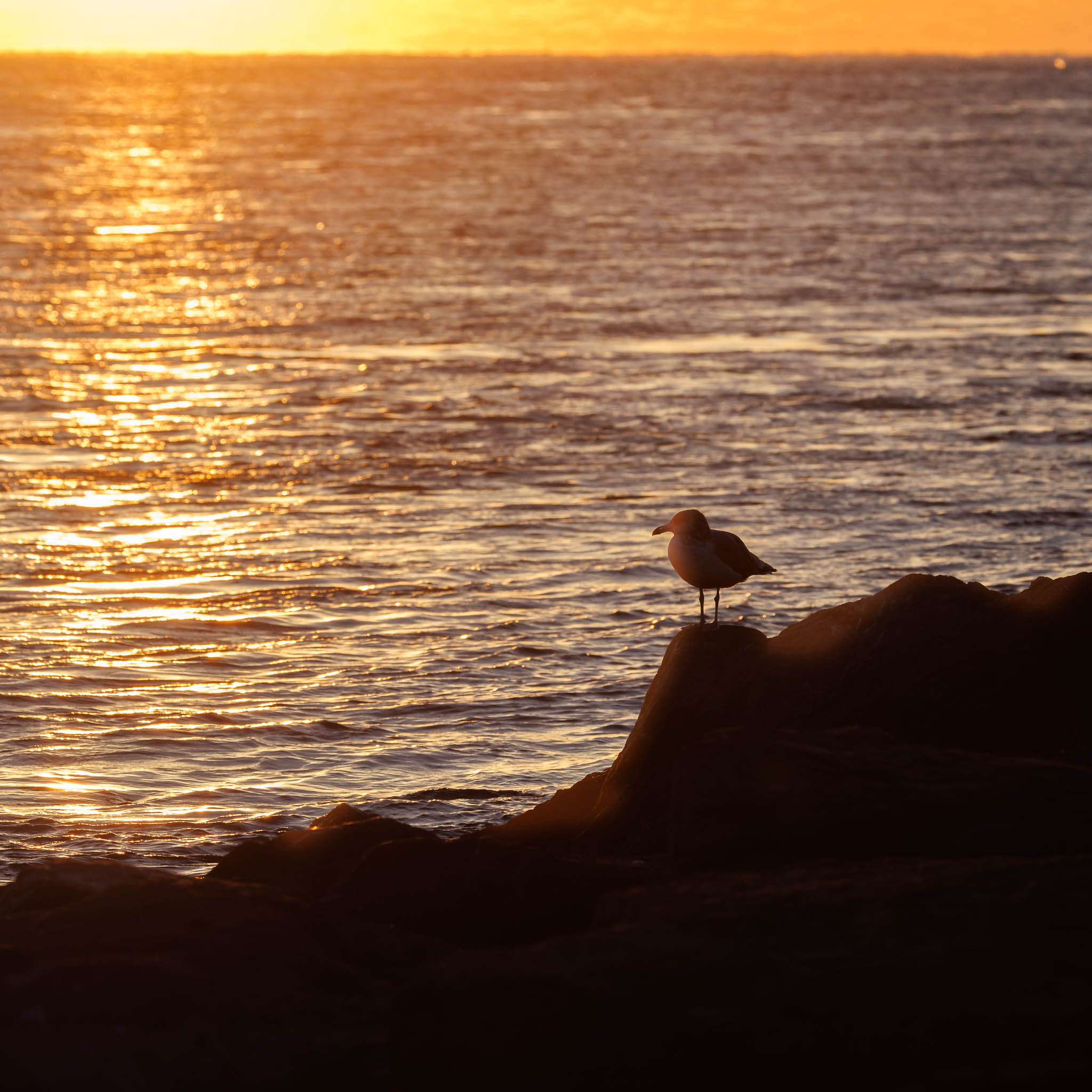 American Herring Gull