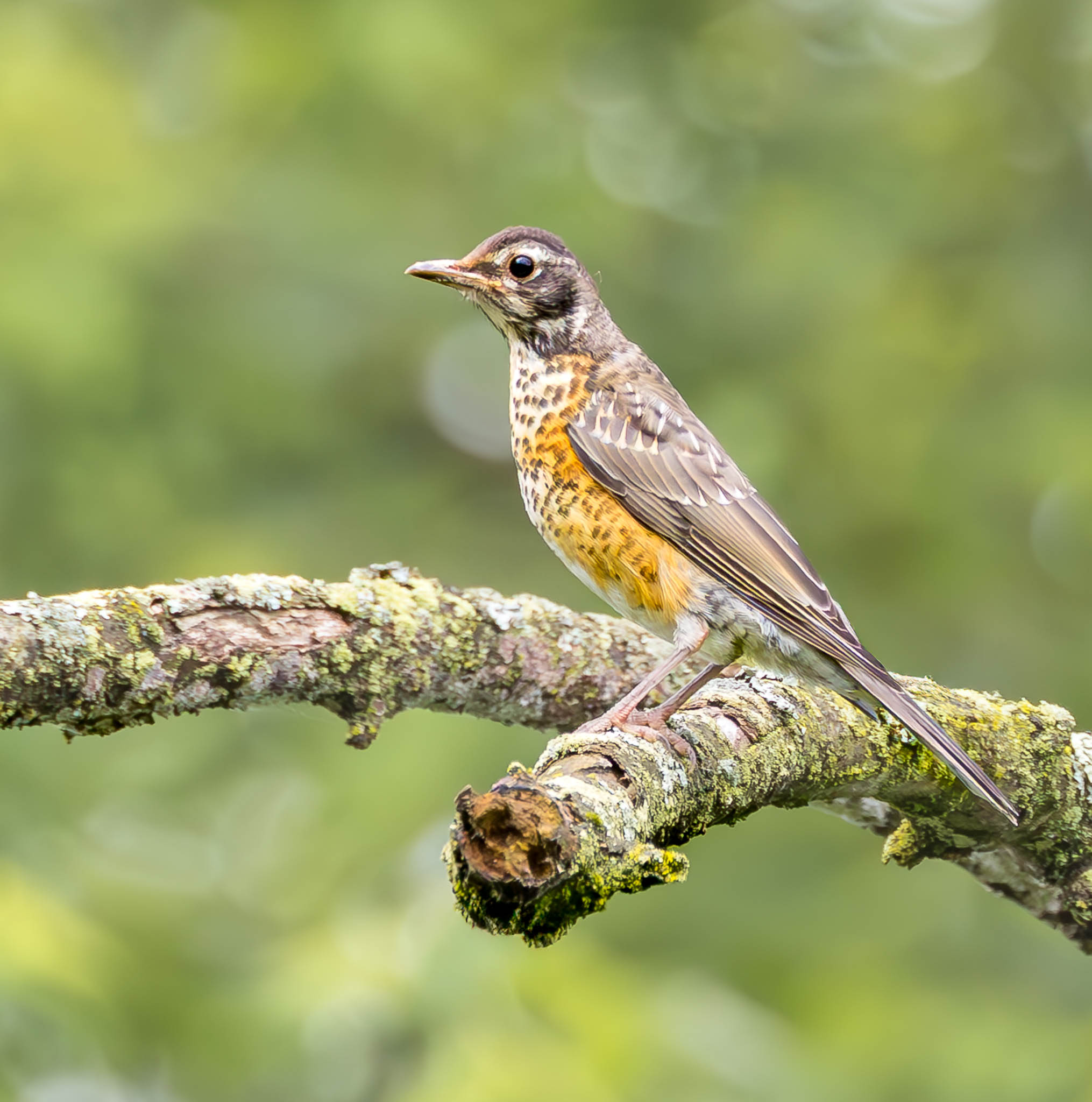 American Robin