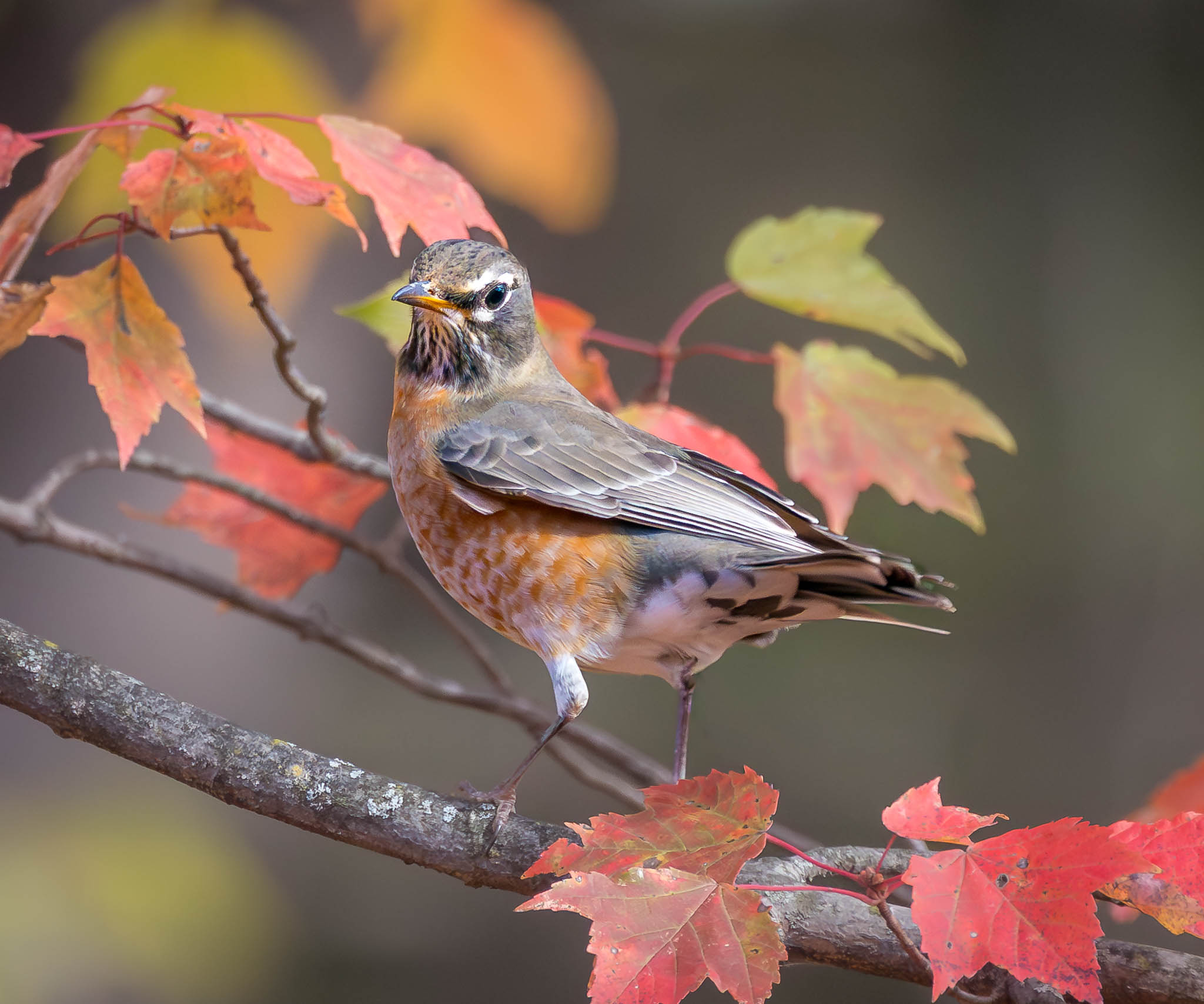 American Robin