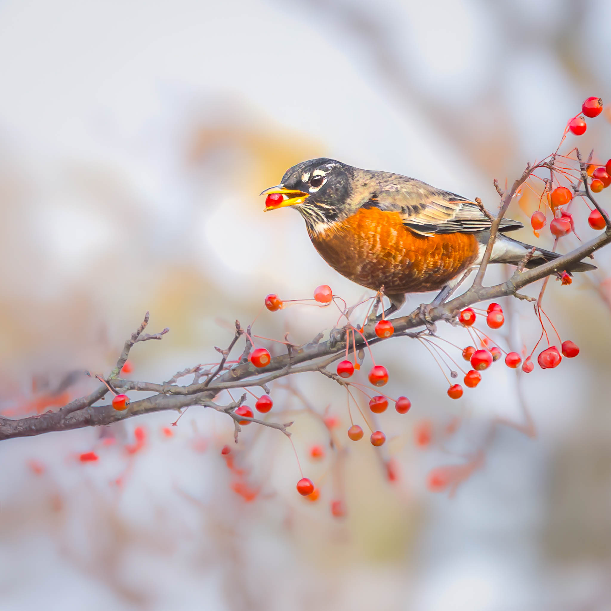 American Robin