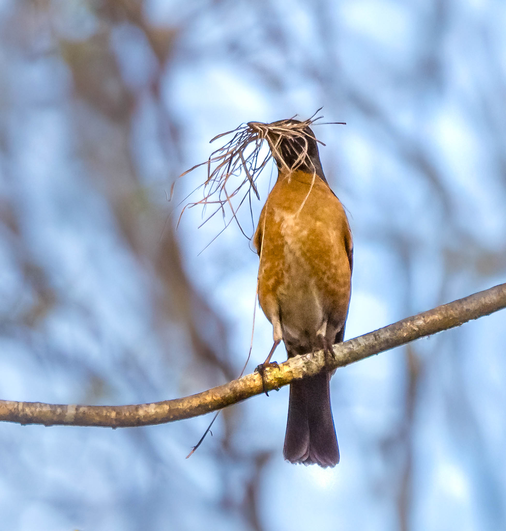 American Robin