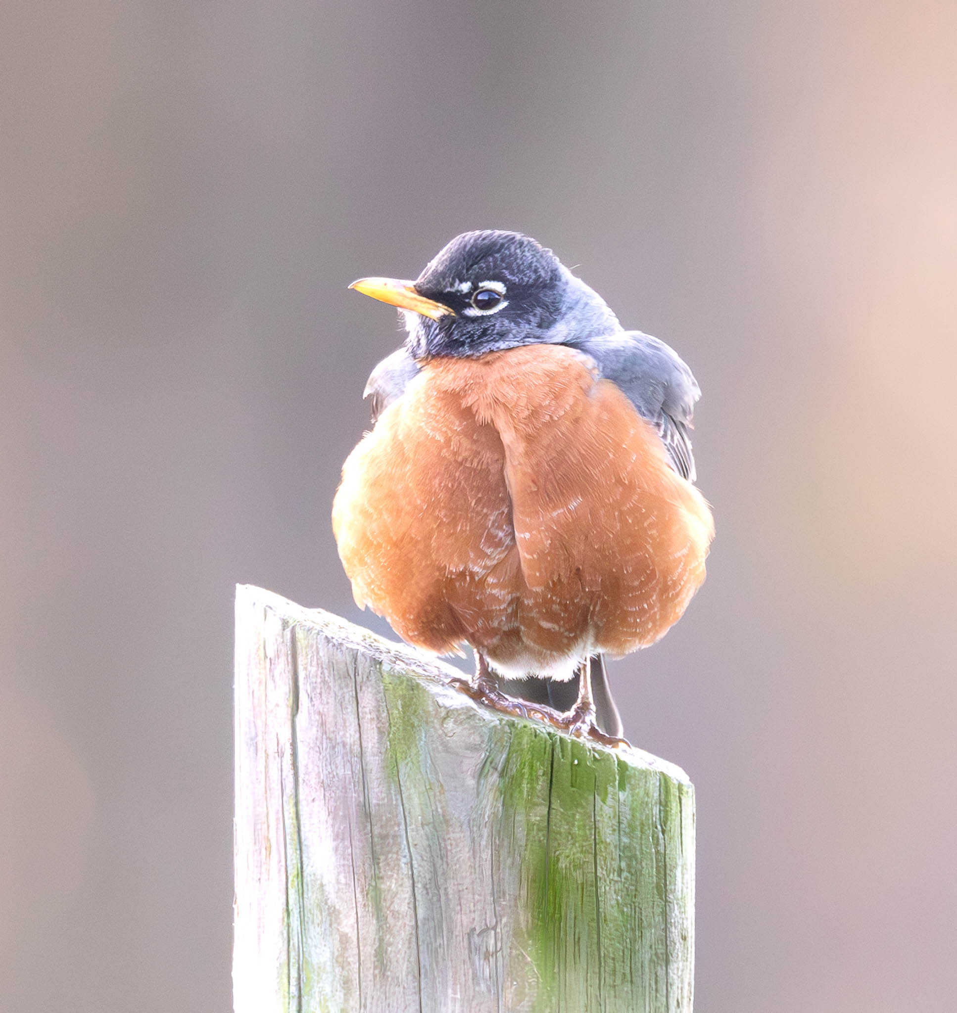American Robin