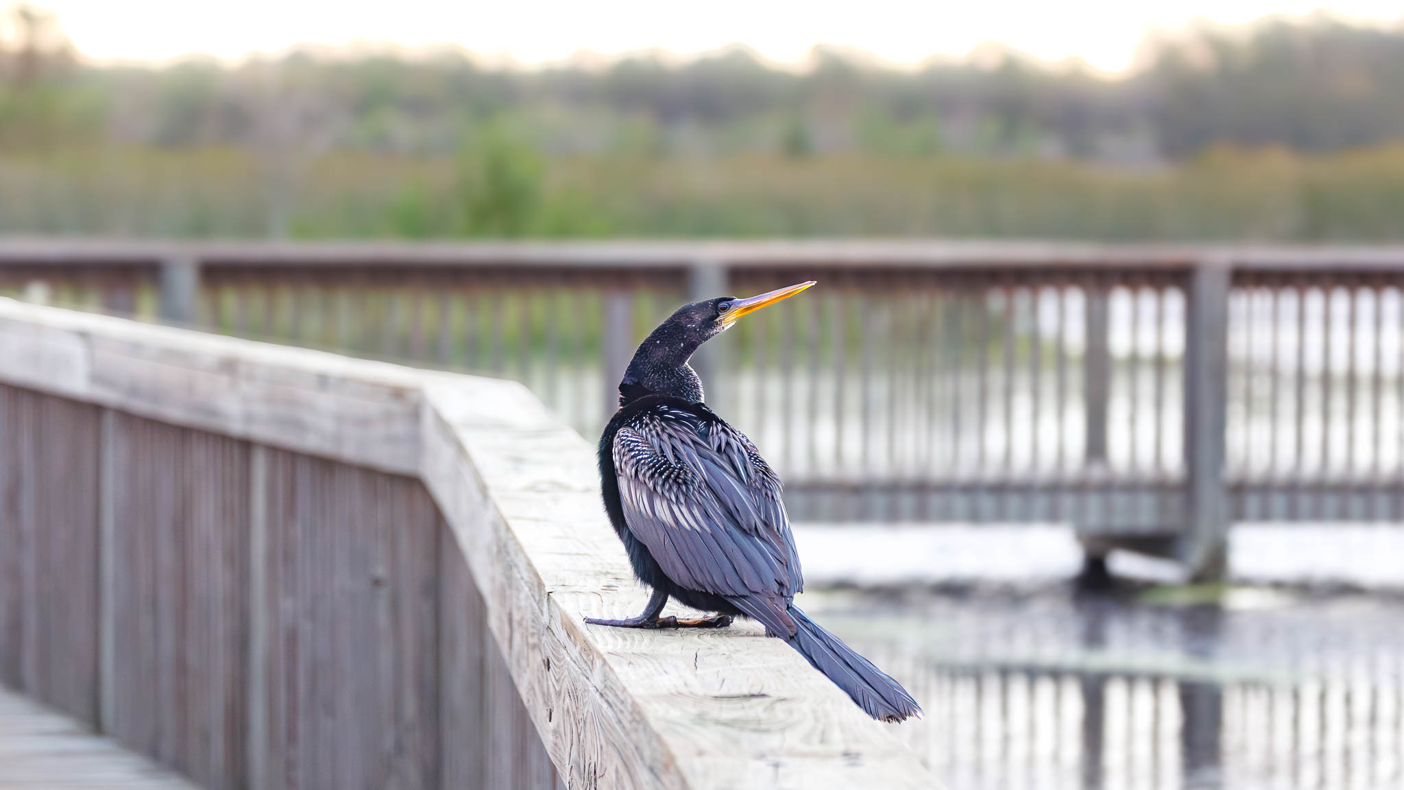 Florida