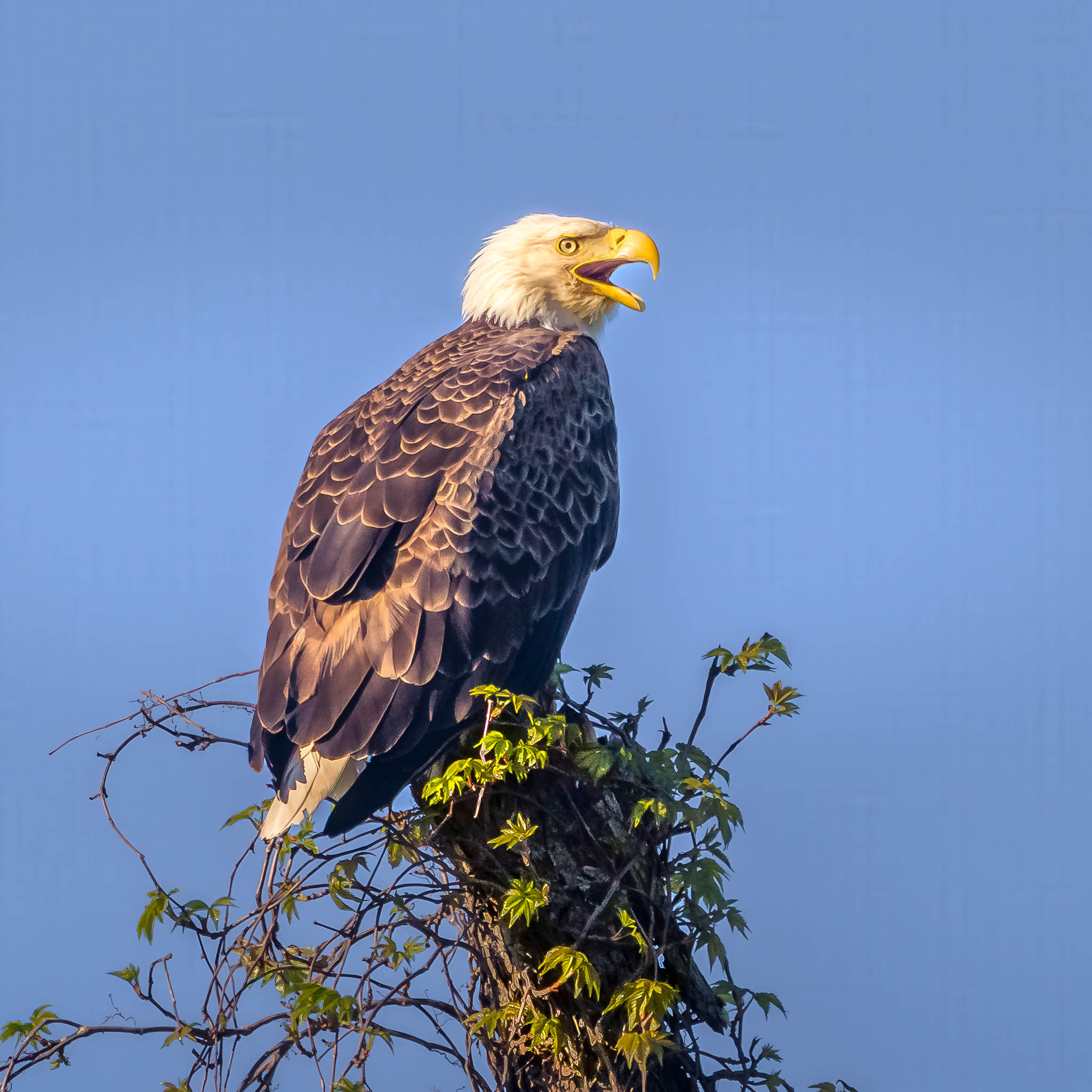 Bald Eagle