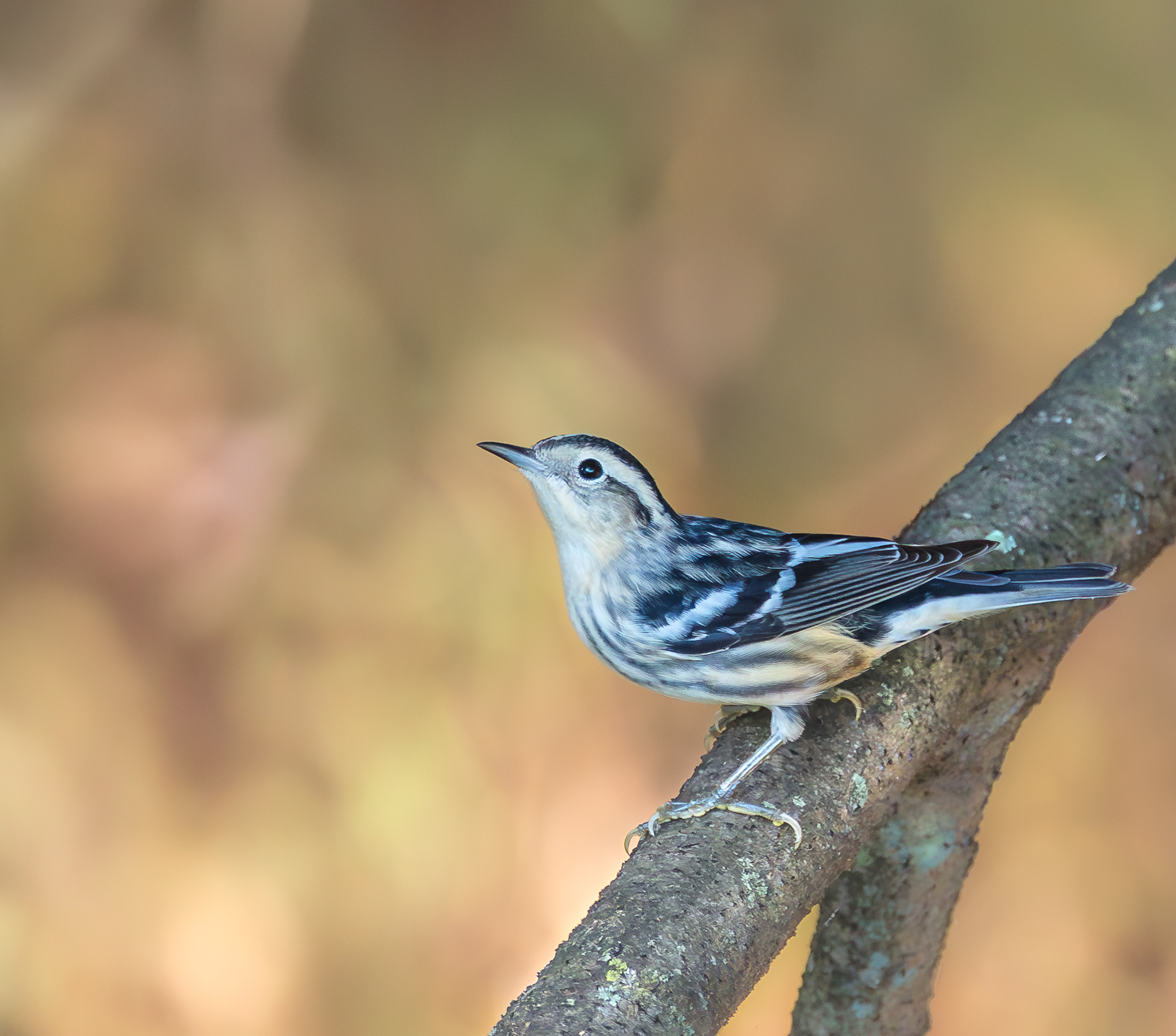 Black-and-white Warbler