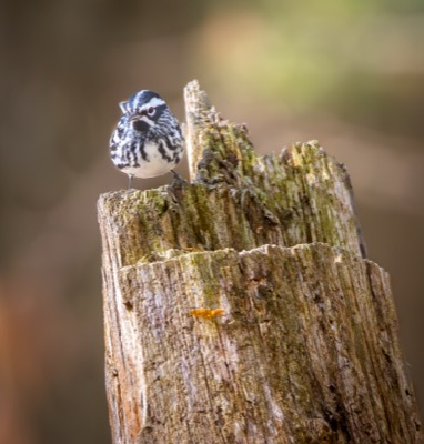 Black-and-white Warbler