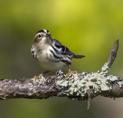 Black-and-white Warbler