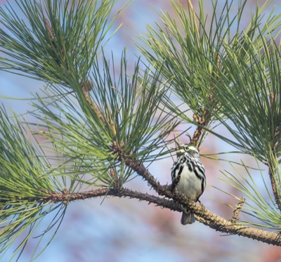 Black-and-white Warbler
