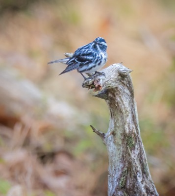 Black-and-white Warbler