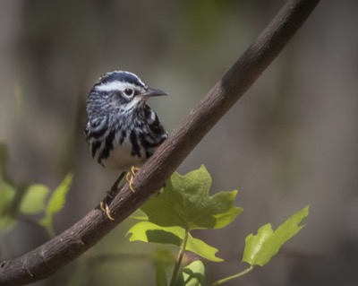 Black-and-white Warbler