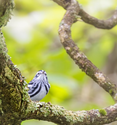 Black-and-white Warbler