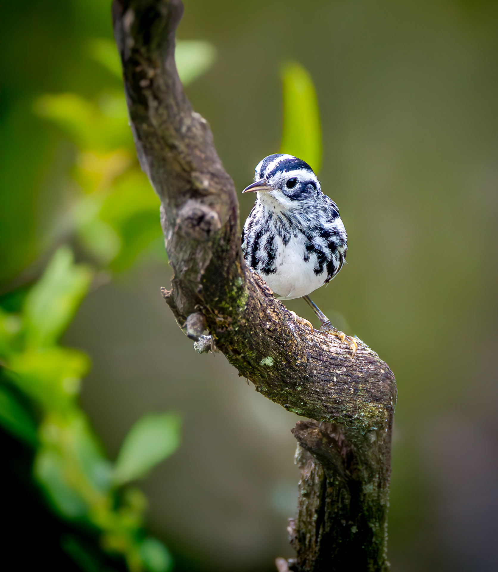 Black-and-white Warbler
