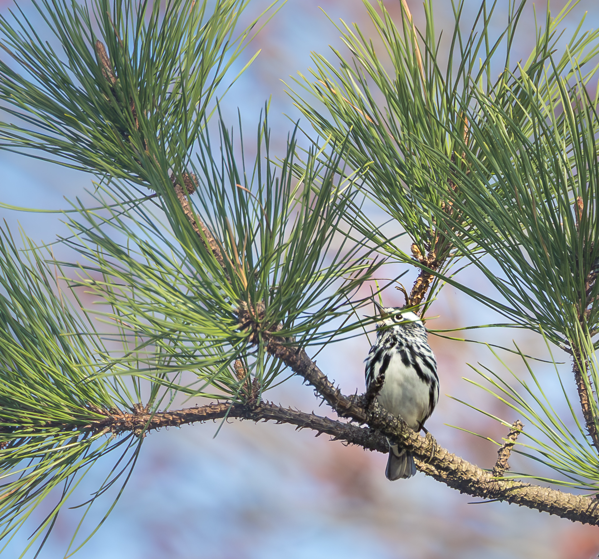 Black-and-white Warbler