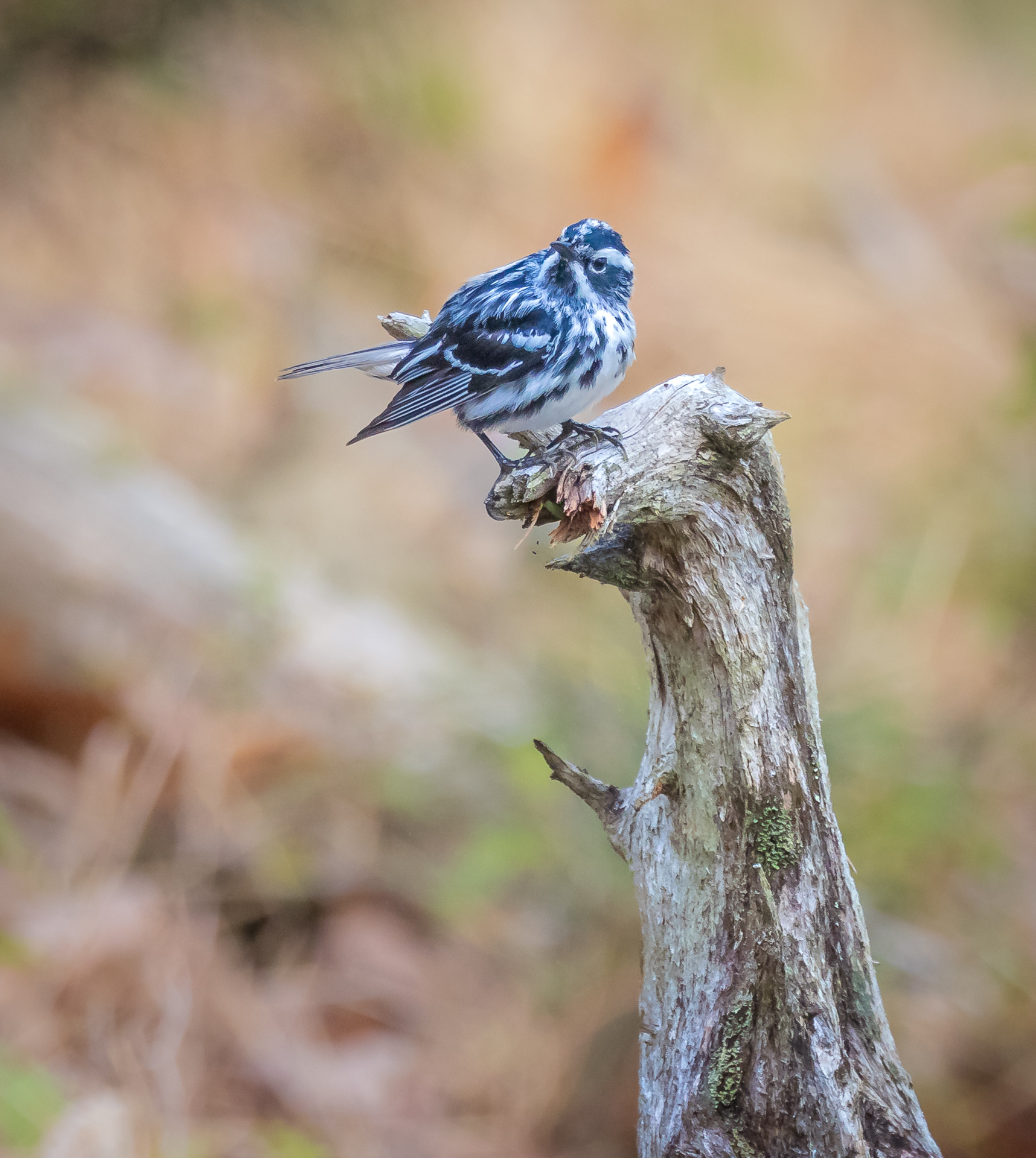 Black-and-white Warbler