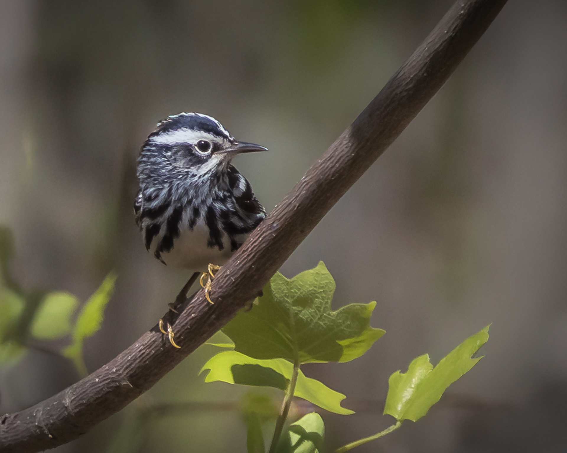 Black-and-white Warbler