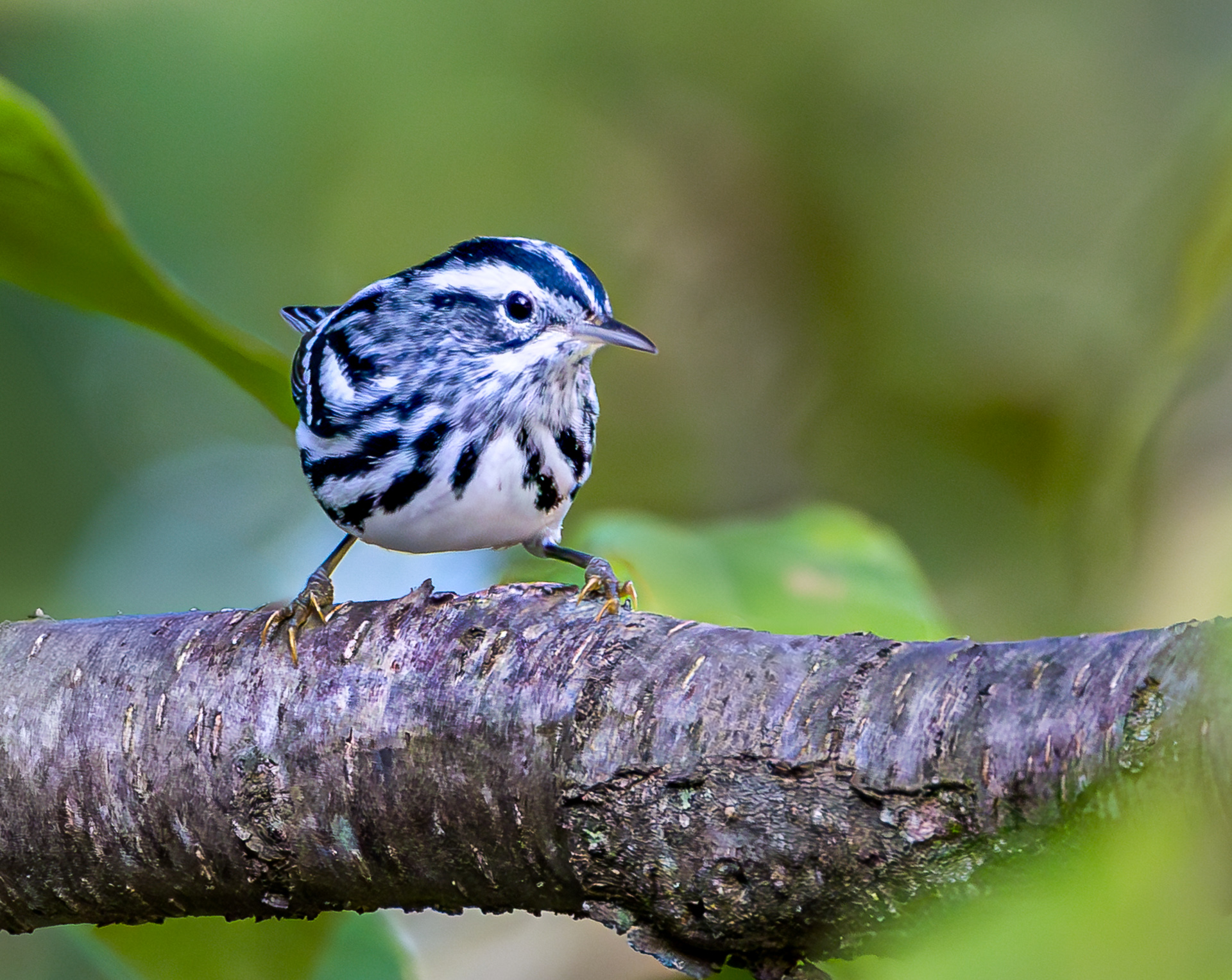 Black-and-white Warbler