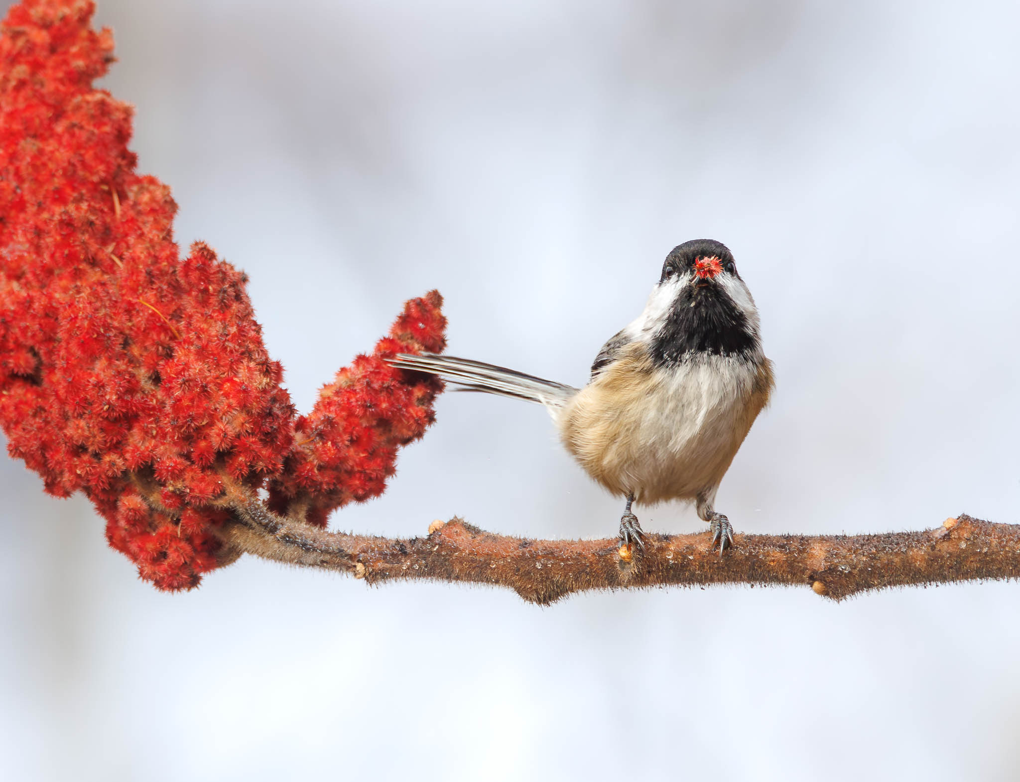 Black-capped Chickadee
