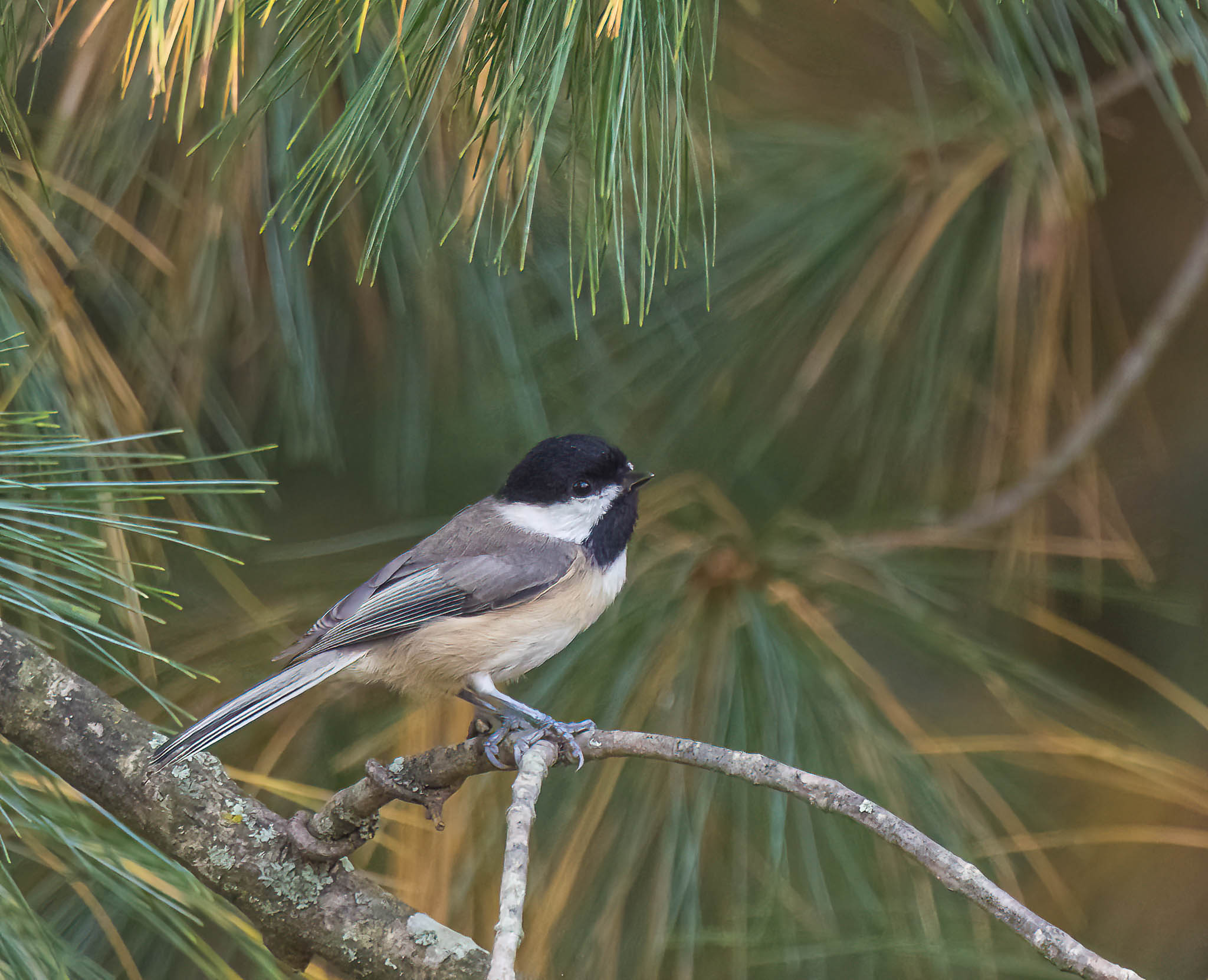 Black-capped Chickadee