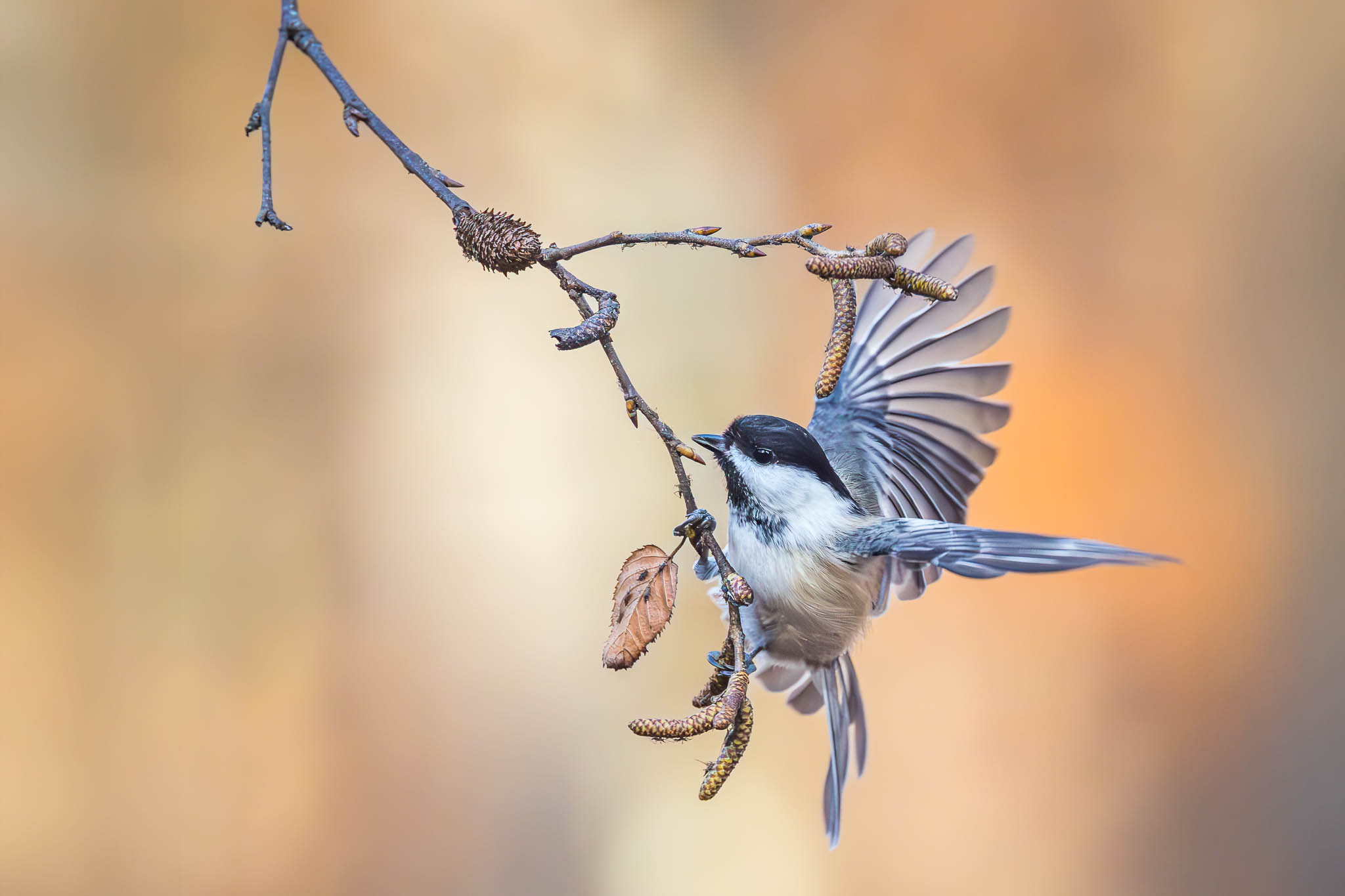 Black-capped Chickadee