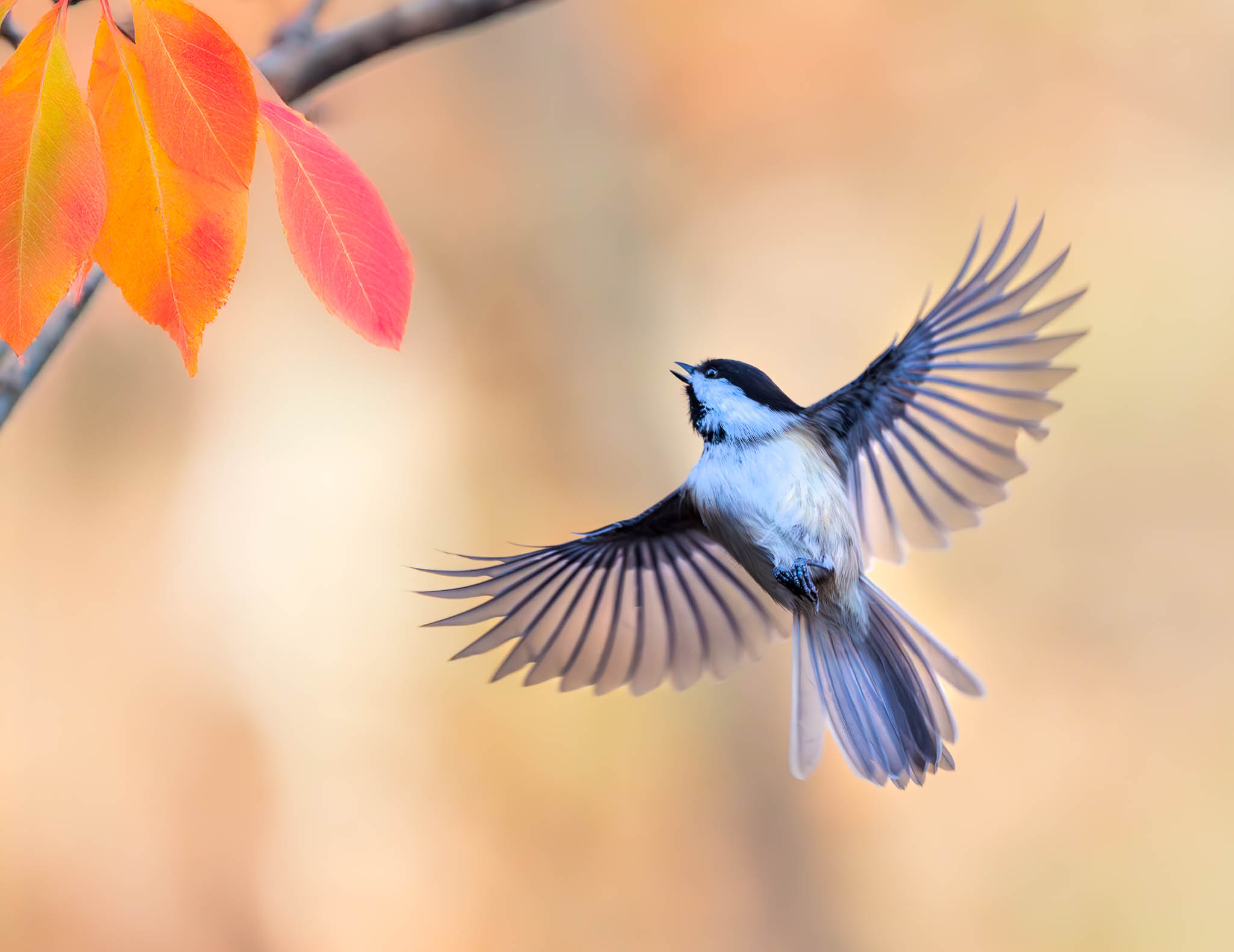 Black-capped Chickadee