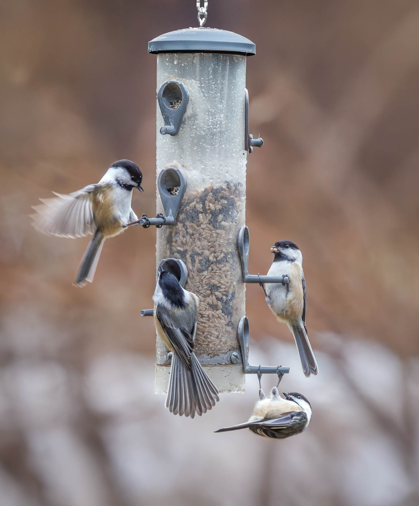 Black-capped Chickadee