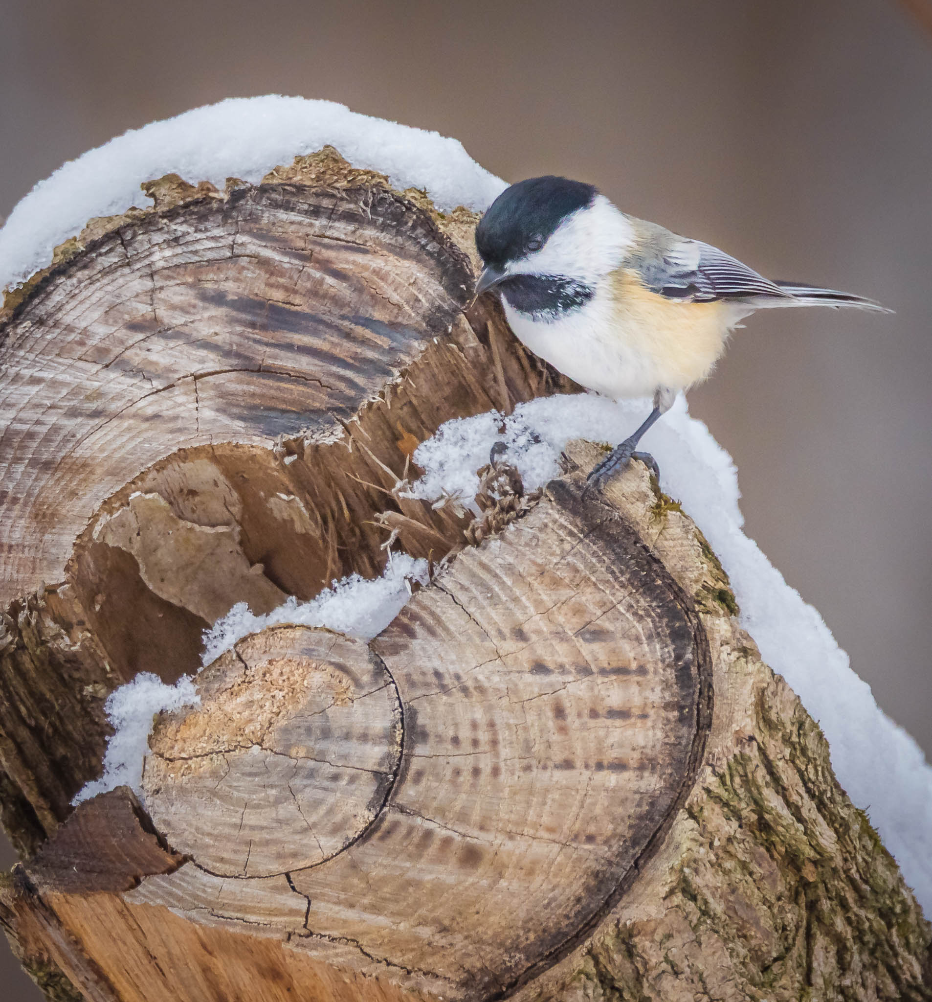 Black-capped Chickadee