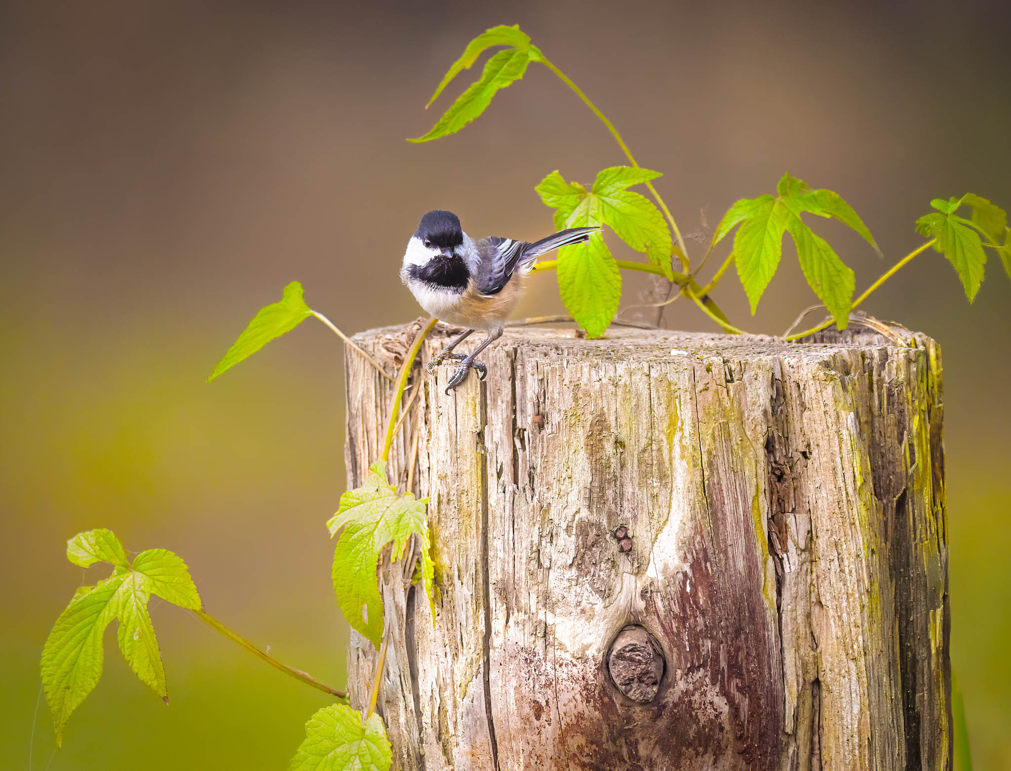Black-capped Chickadee