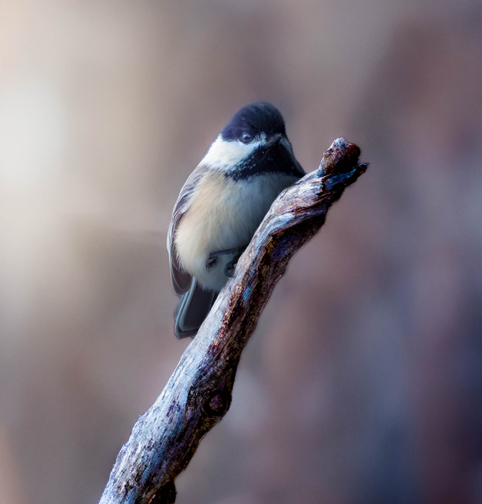 Black-capped Chickadee