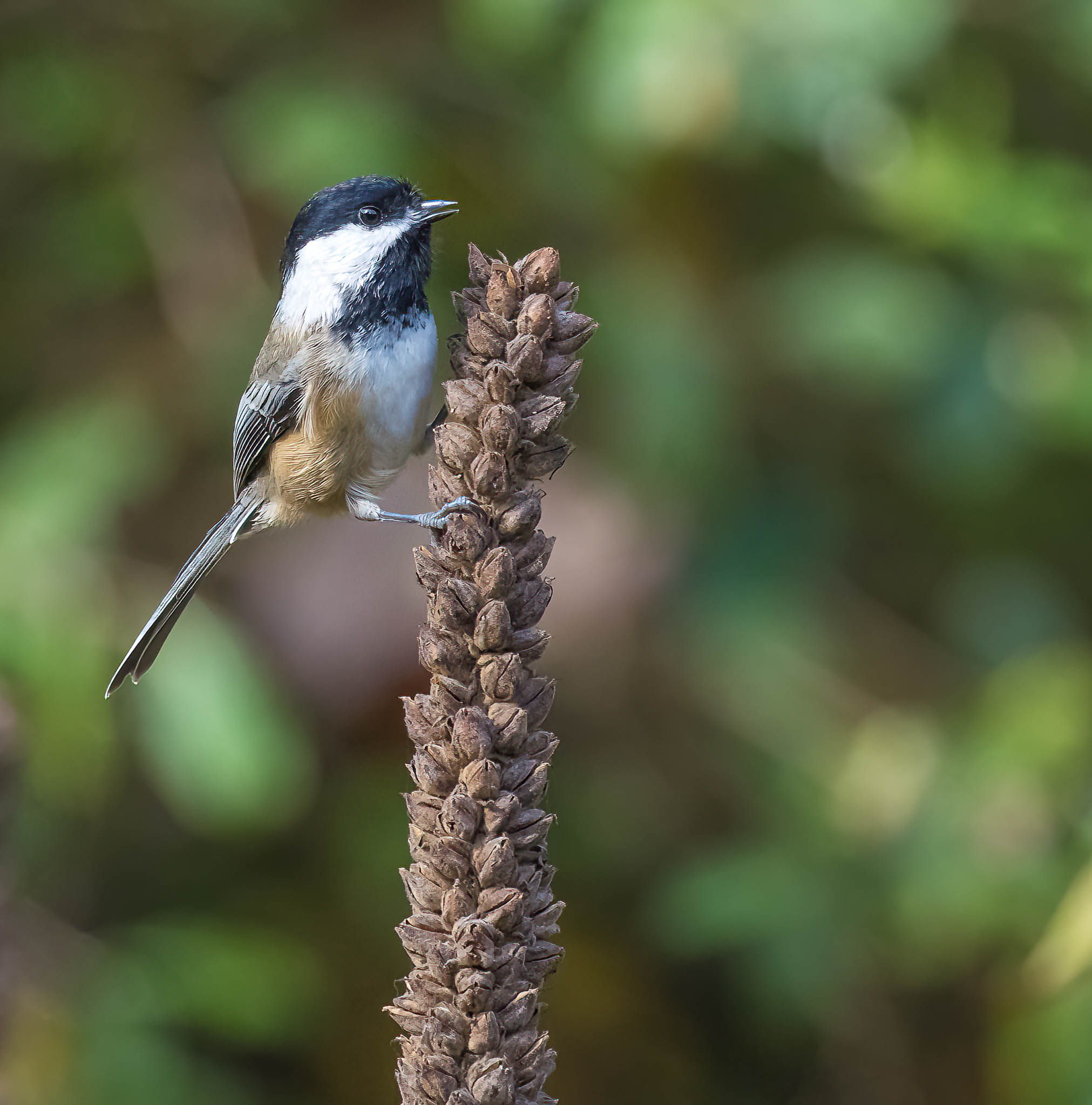 Black-capped Chickadee