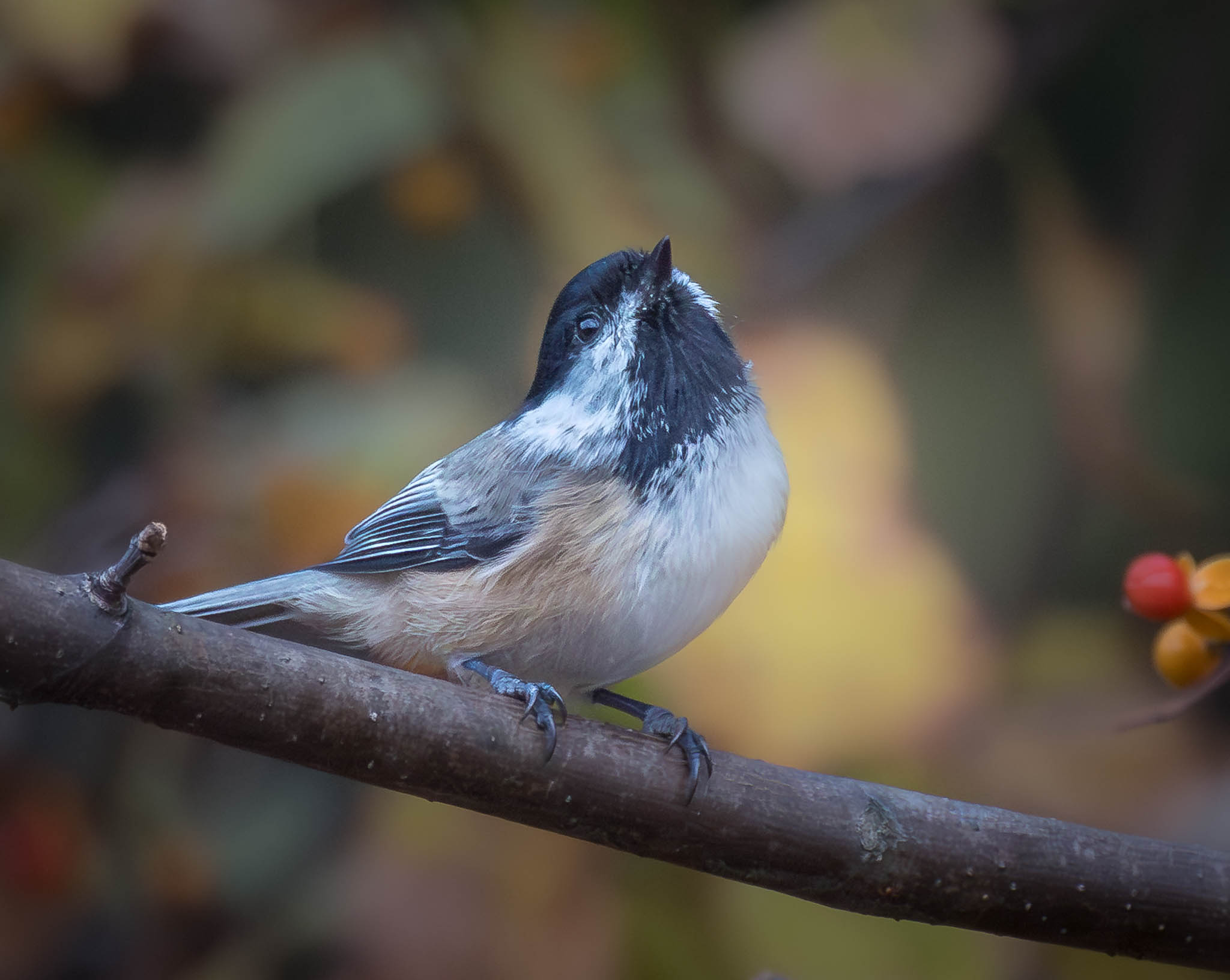 Black-capped Chickadee