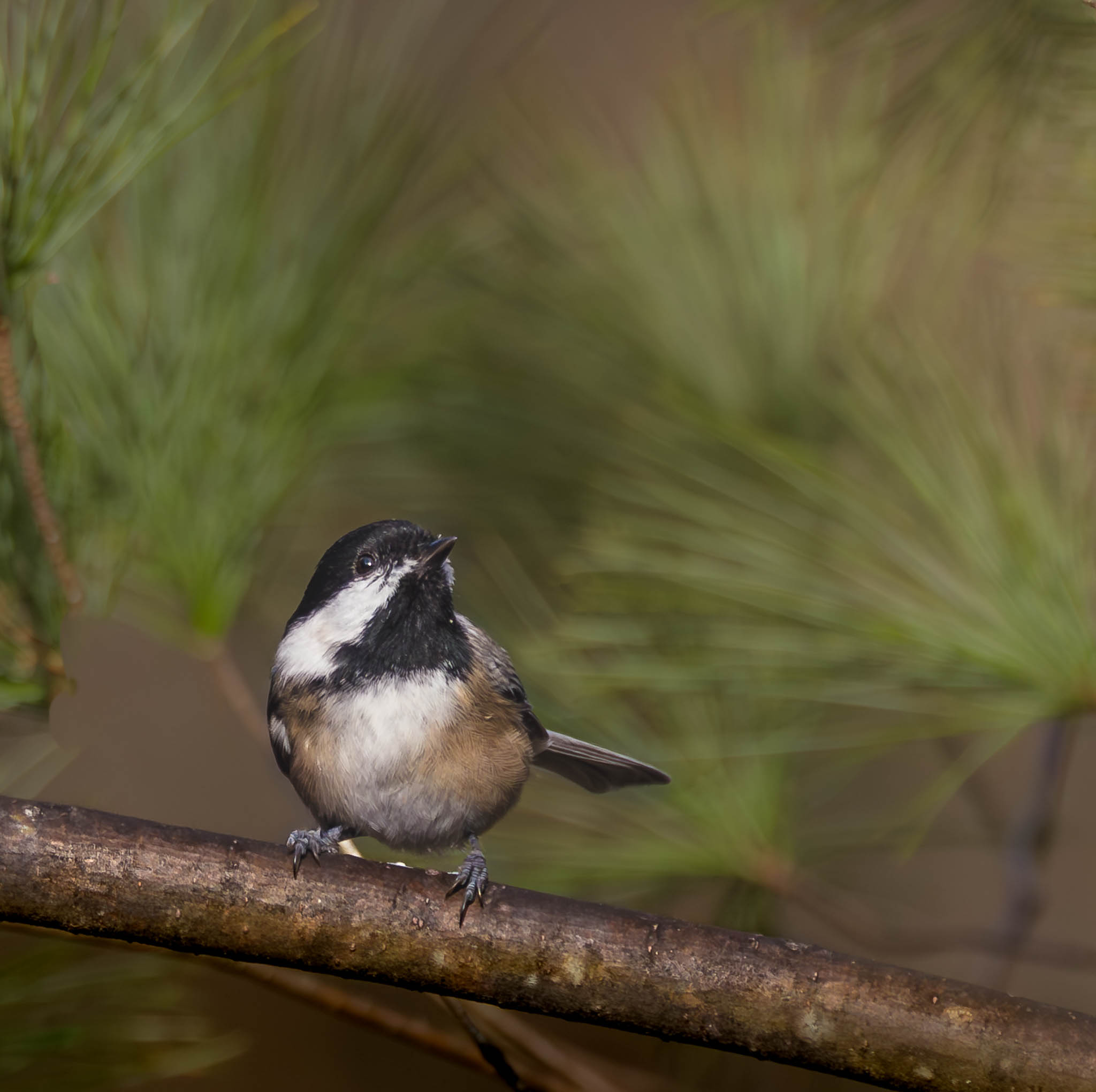 Black-capped Chickadee