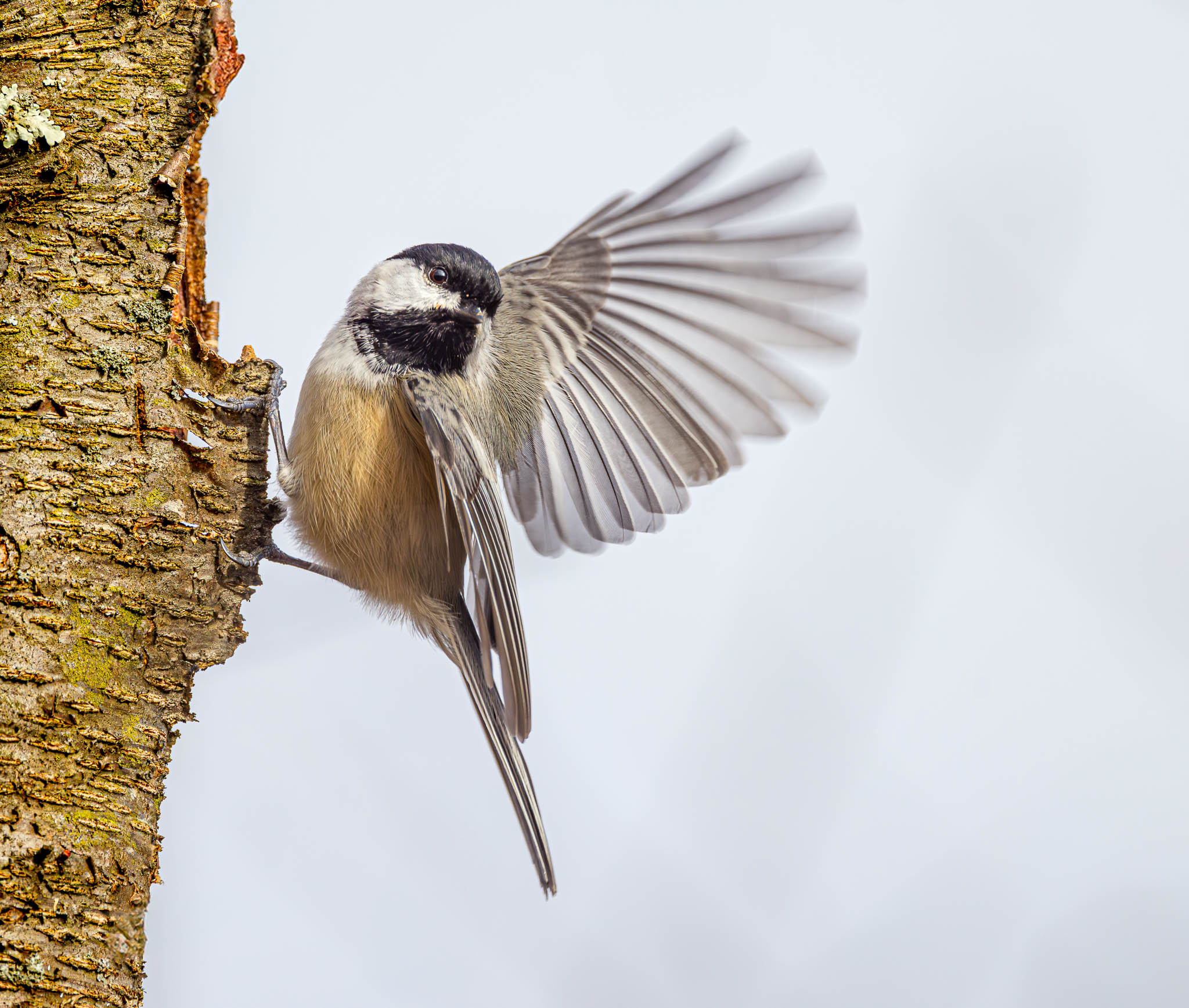 Black-capped Chickadee