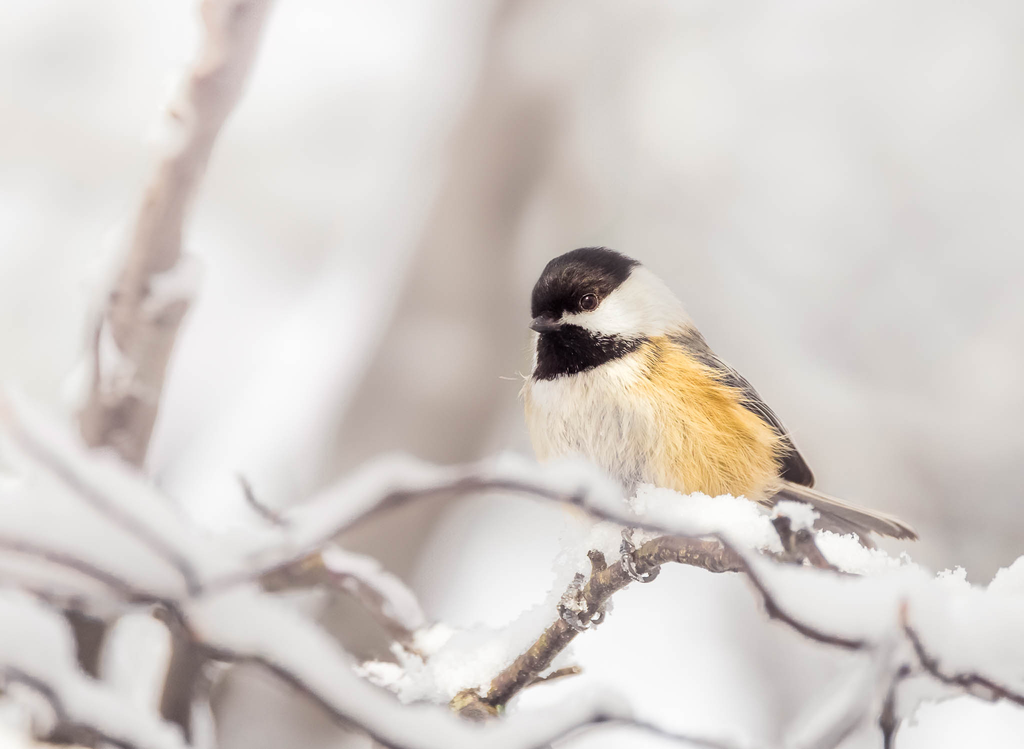 Black-capped Chickadee