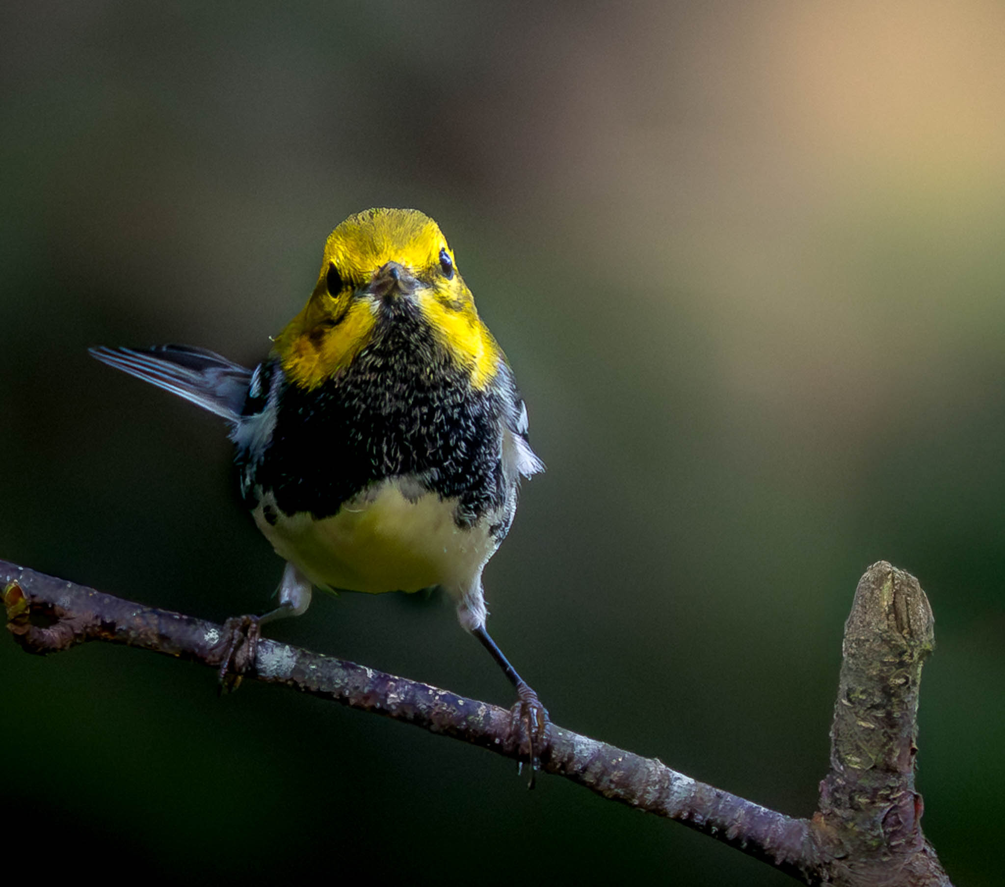 Black-throated Green Warbler