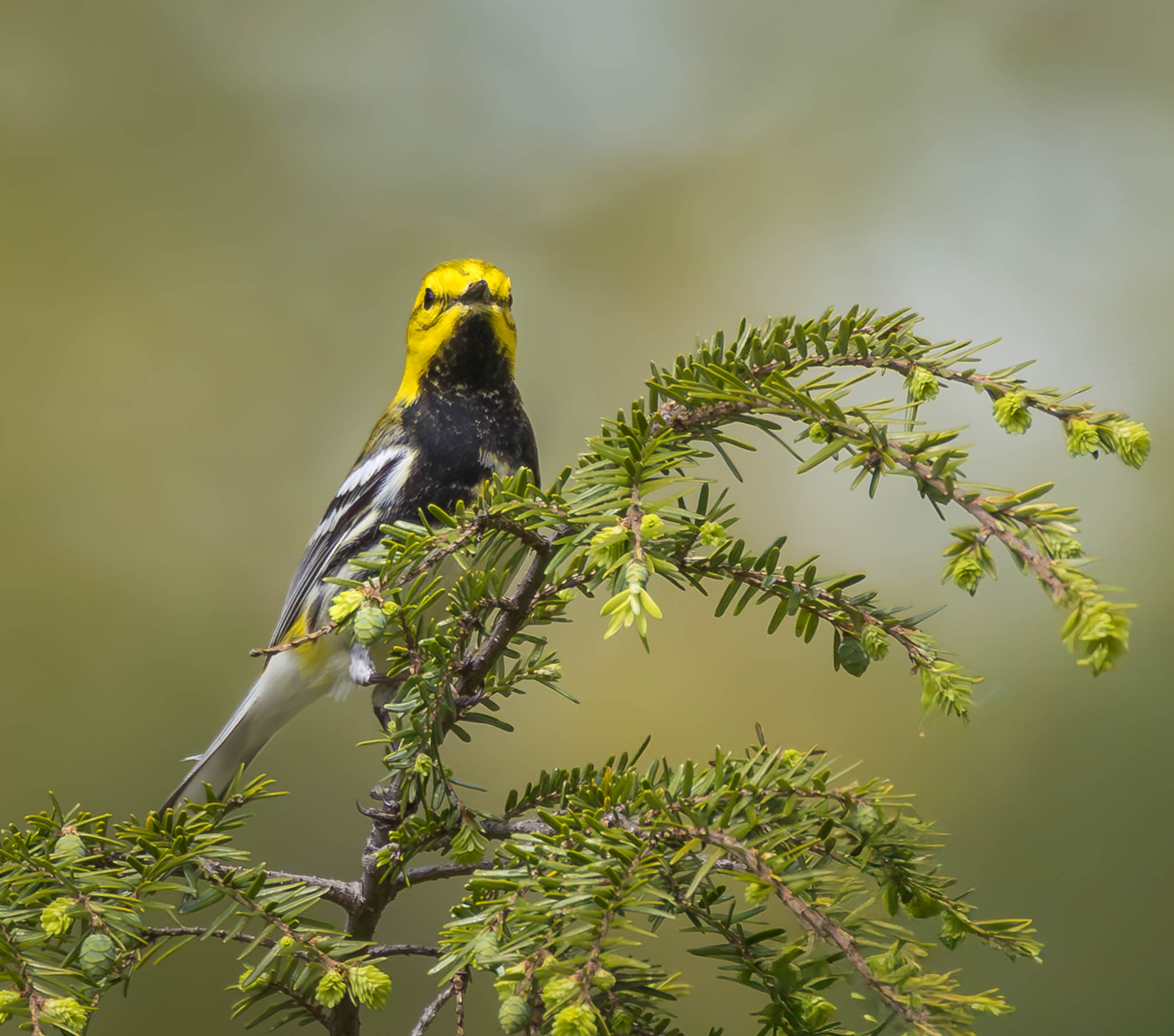 Black-throated Green Warbler