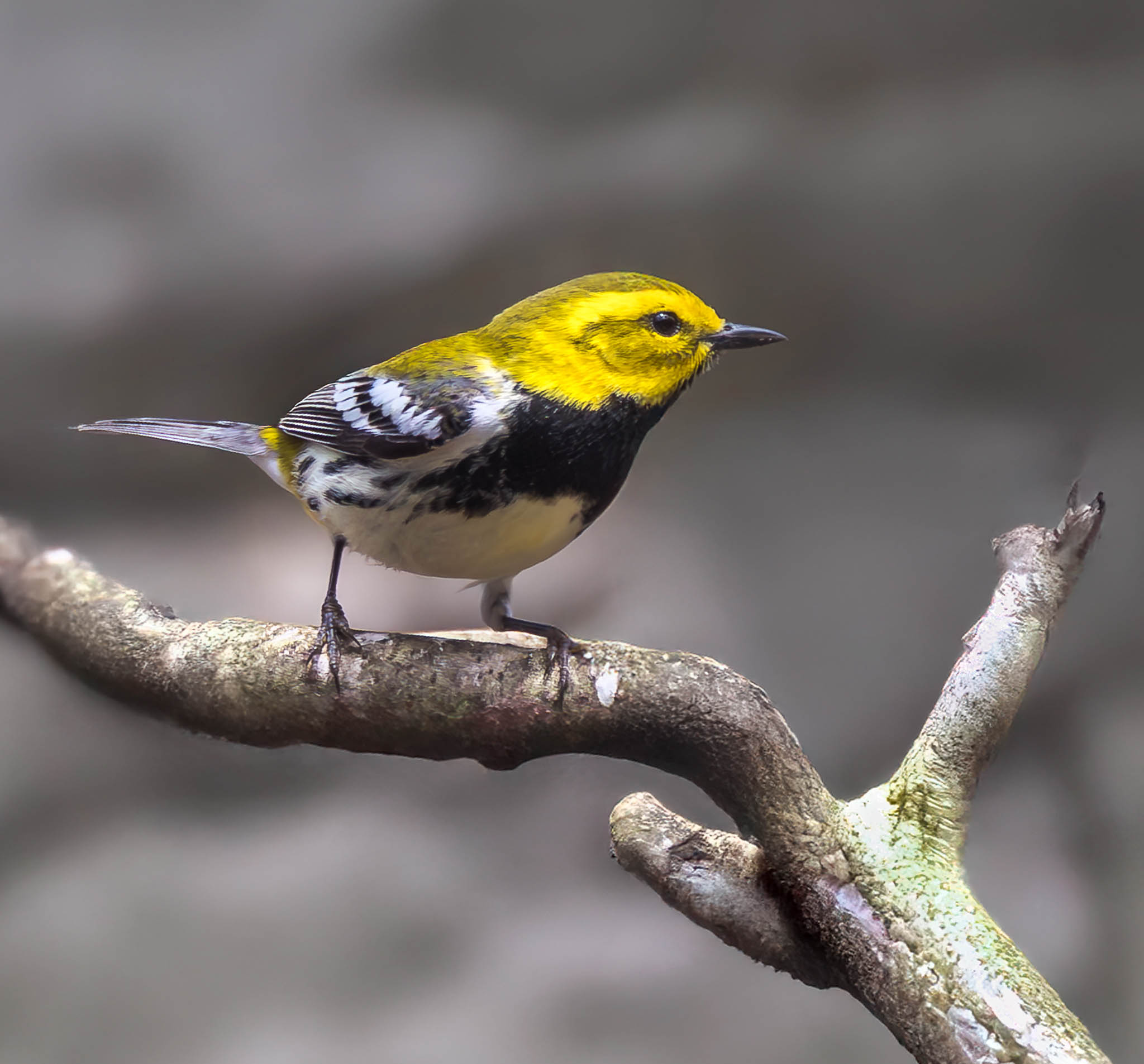 Black-throated Green Warbler
