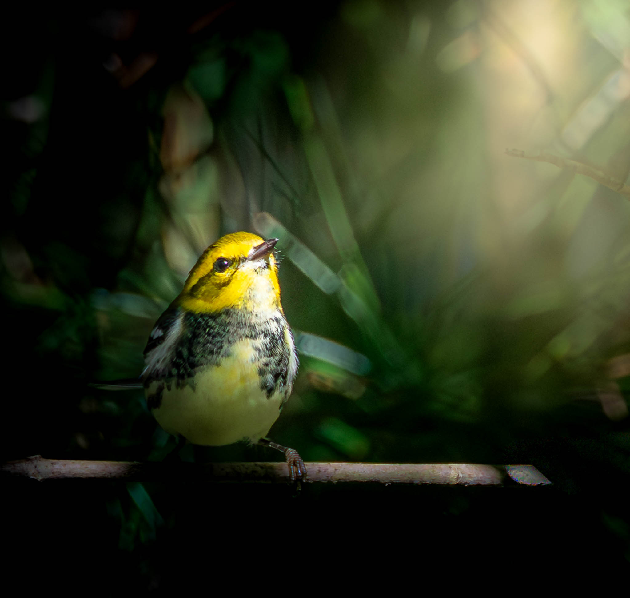 Black-throated Green Warbler