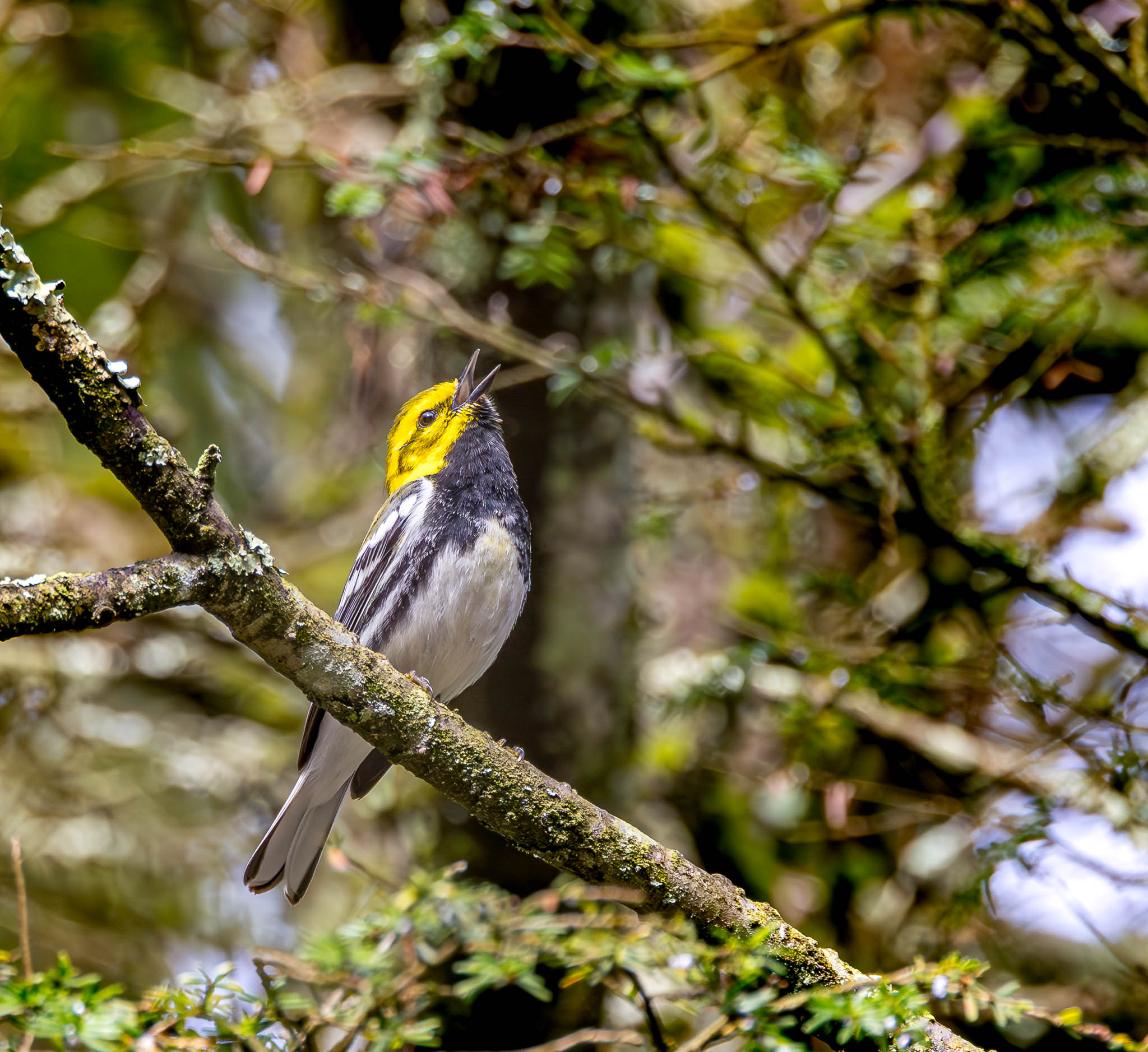 Black-throated Green Warbler
