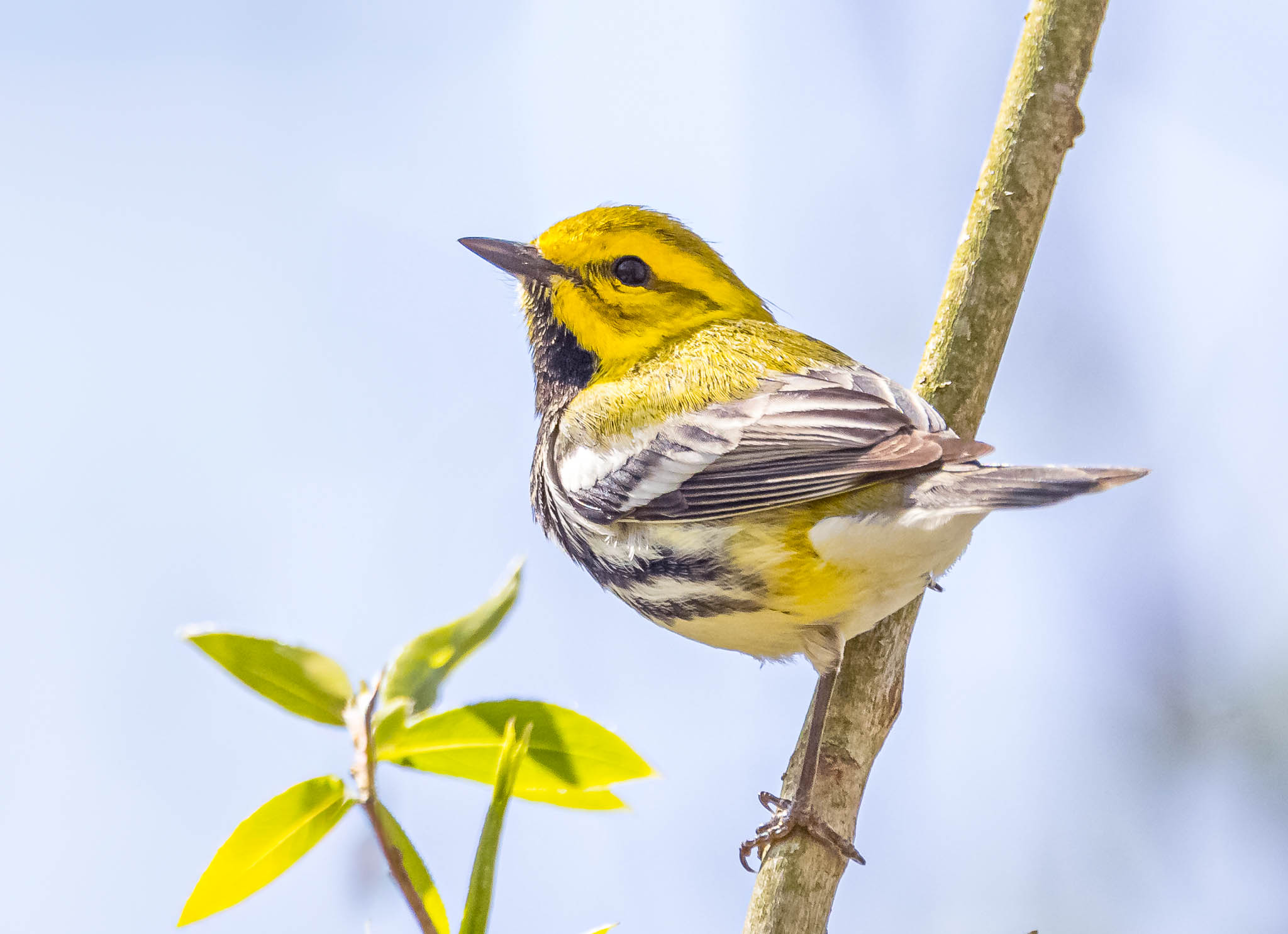 Black-throated Green Warbler