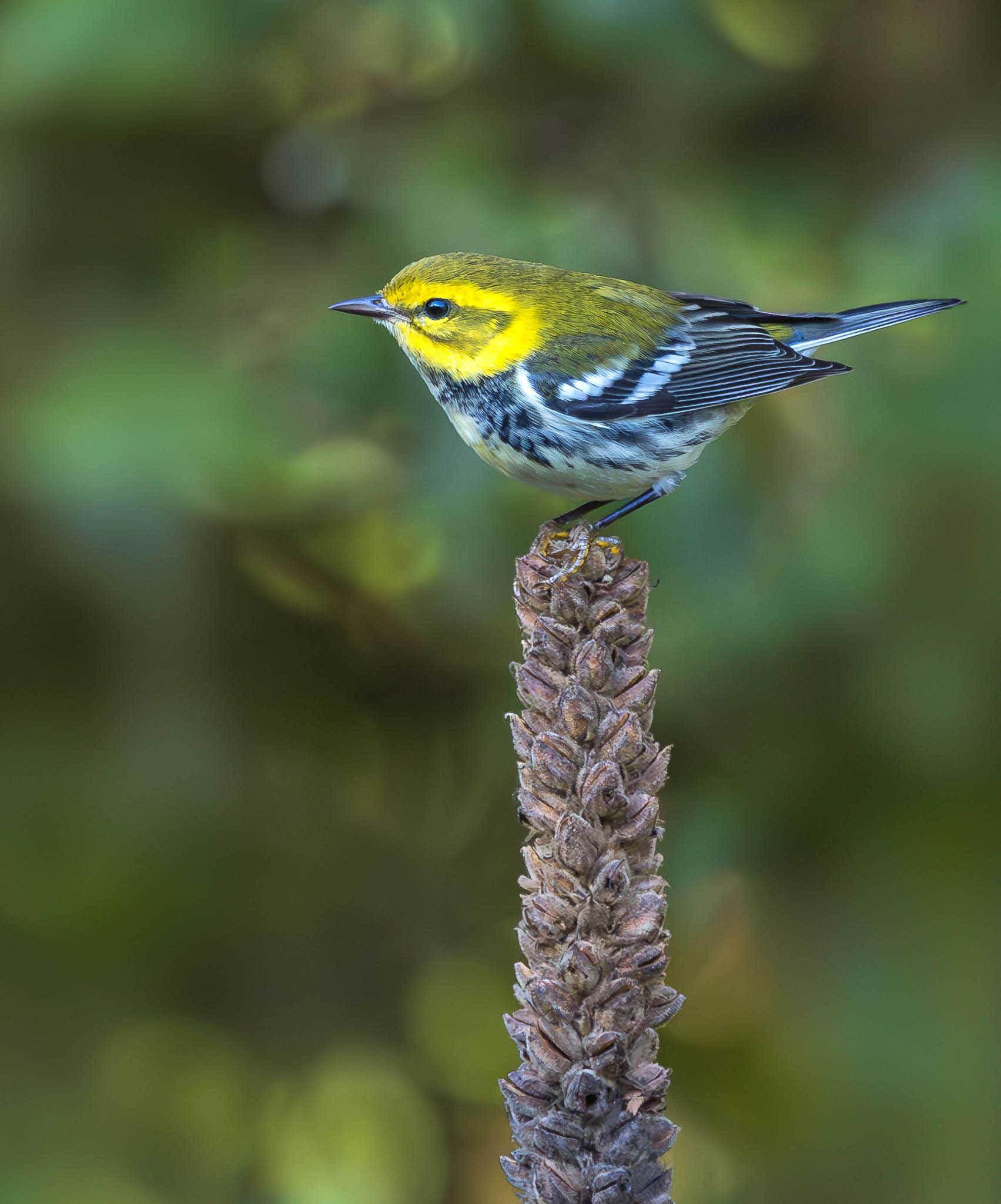 Black-throated Green Warbler