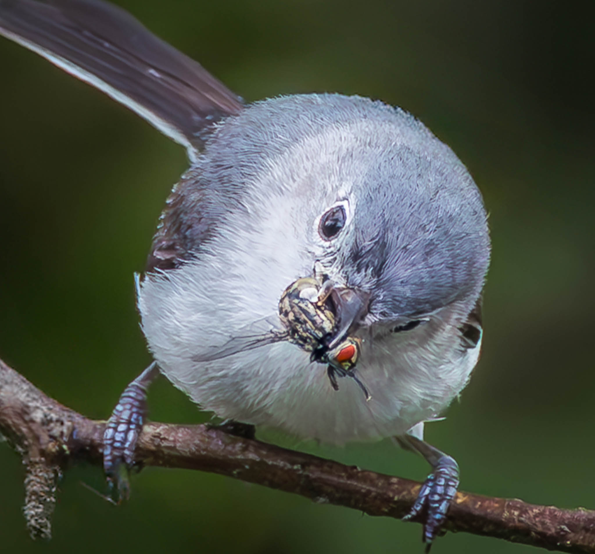 Blue-gray Gnatcatcher