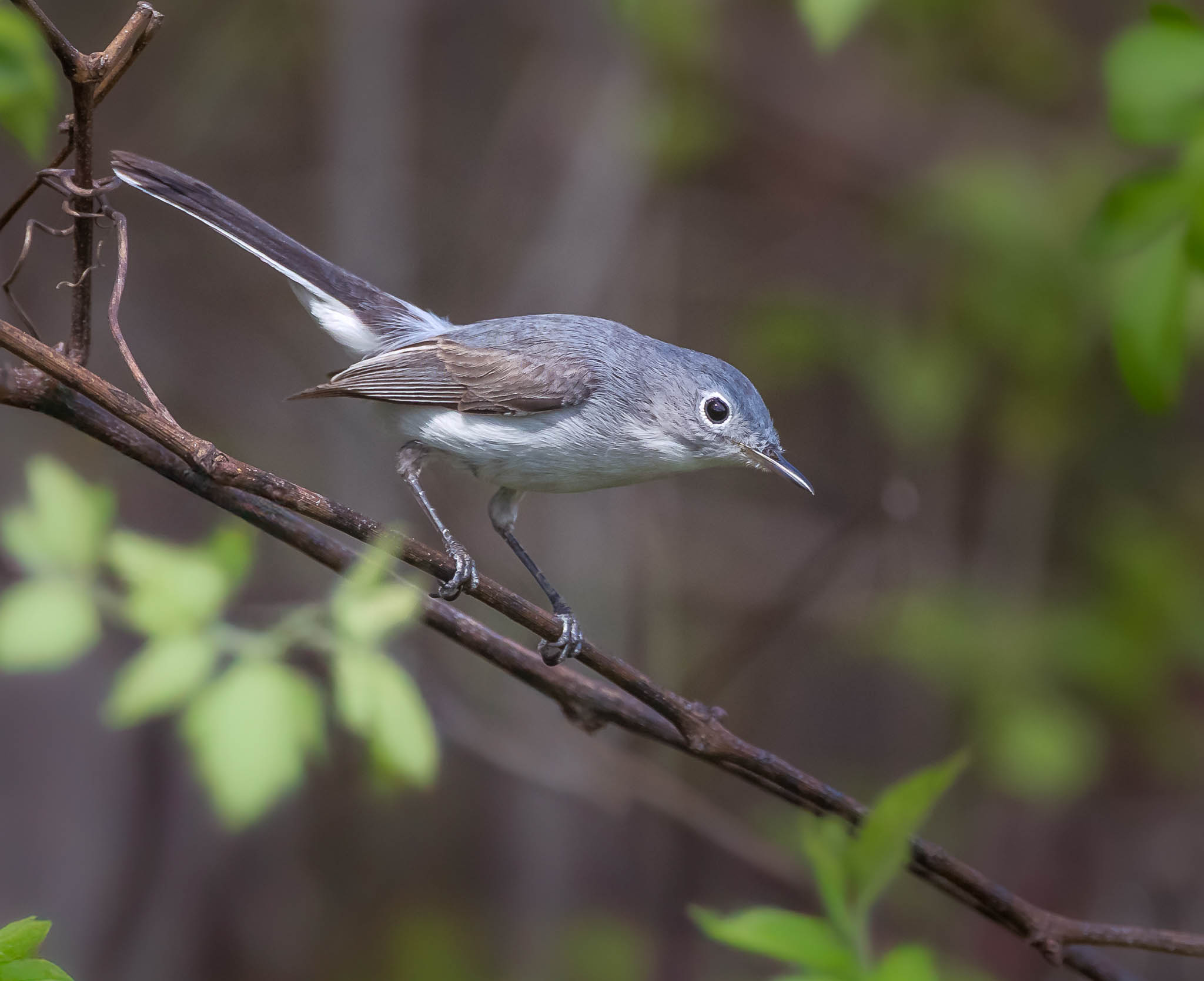 Blue-gray Gnatcatcher