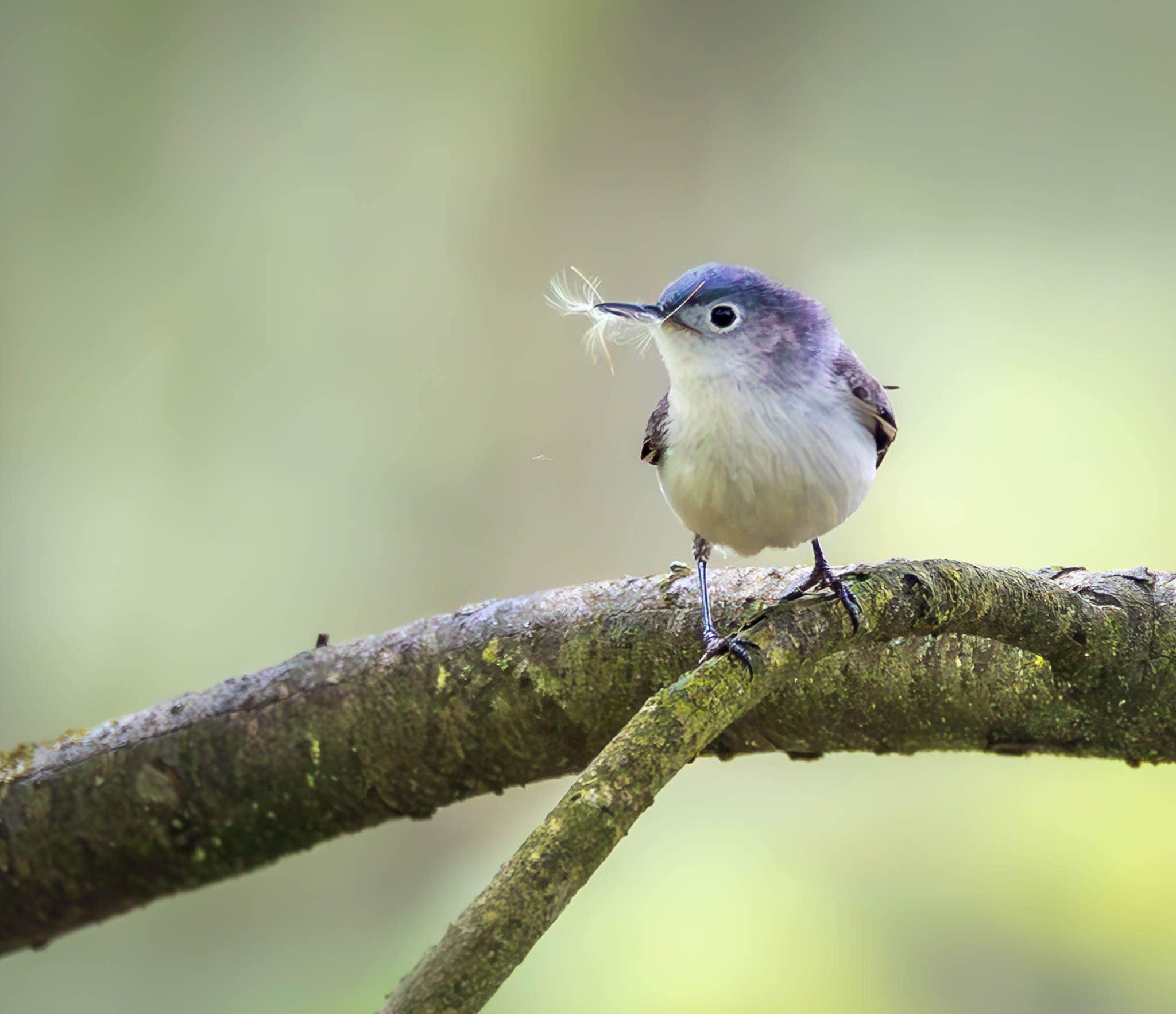 Blue-gray Gnatcatcher