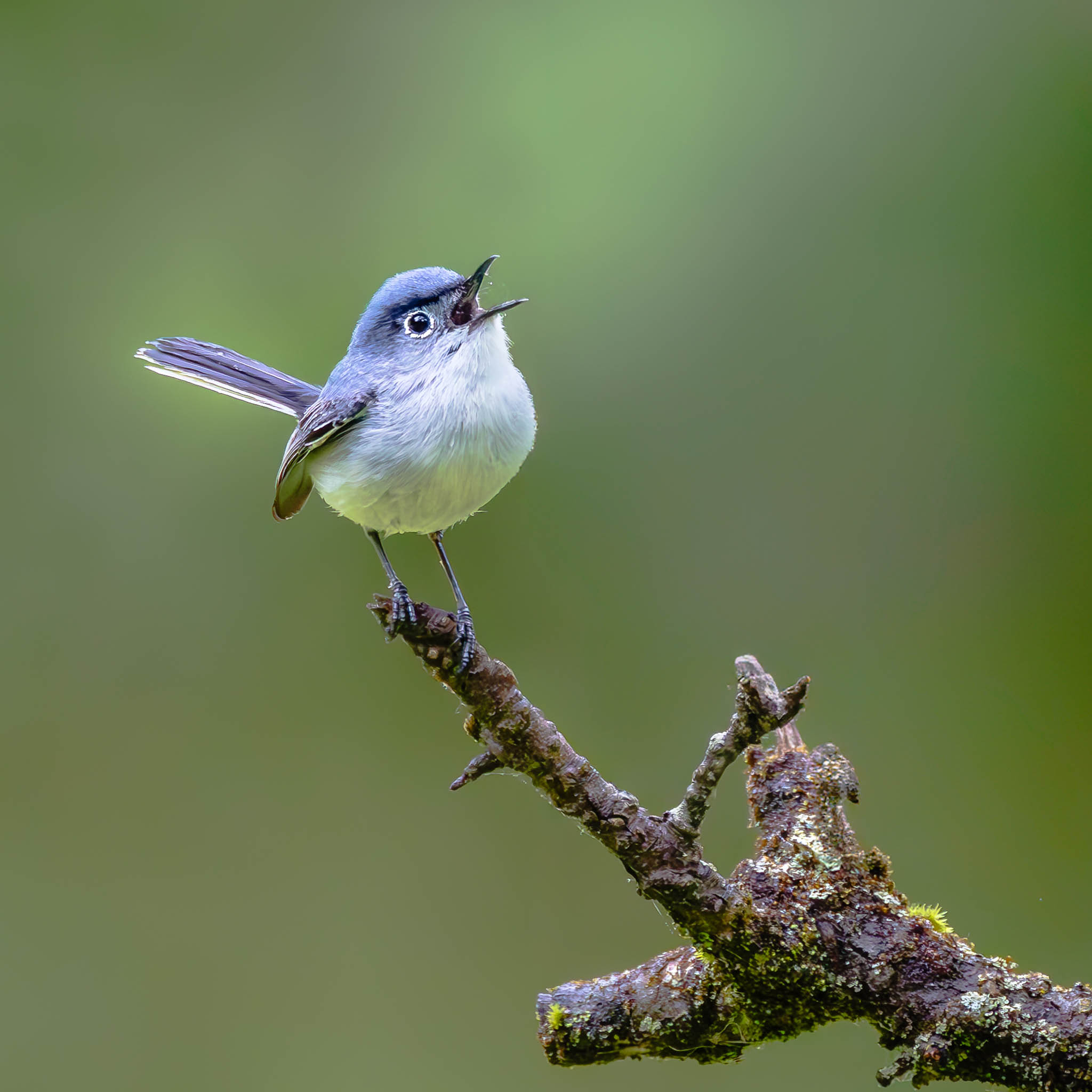 Blue-gray Gnatcatcher