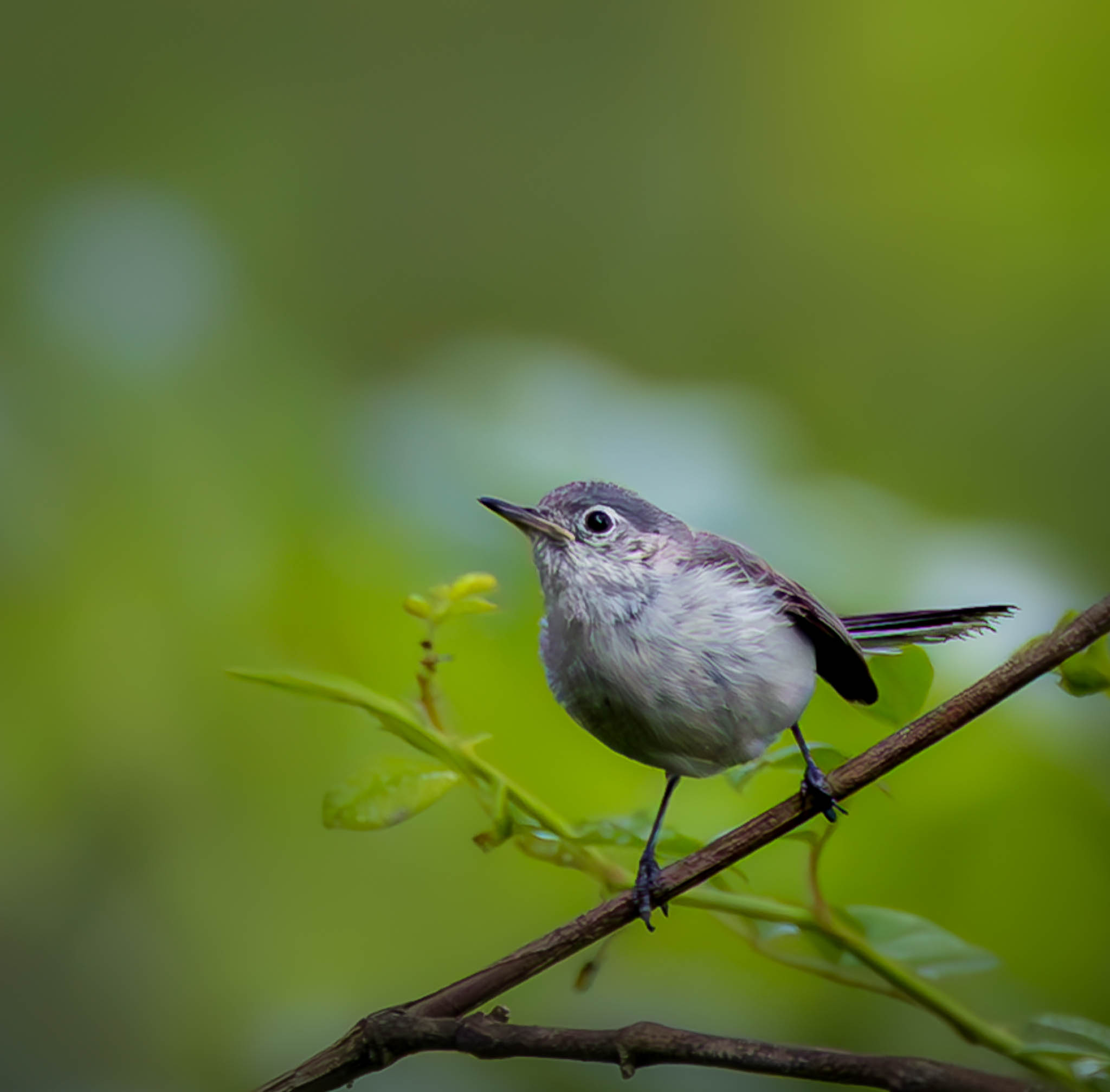 Blue-gray Gnatcatcher